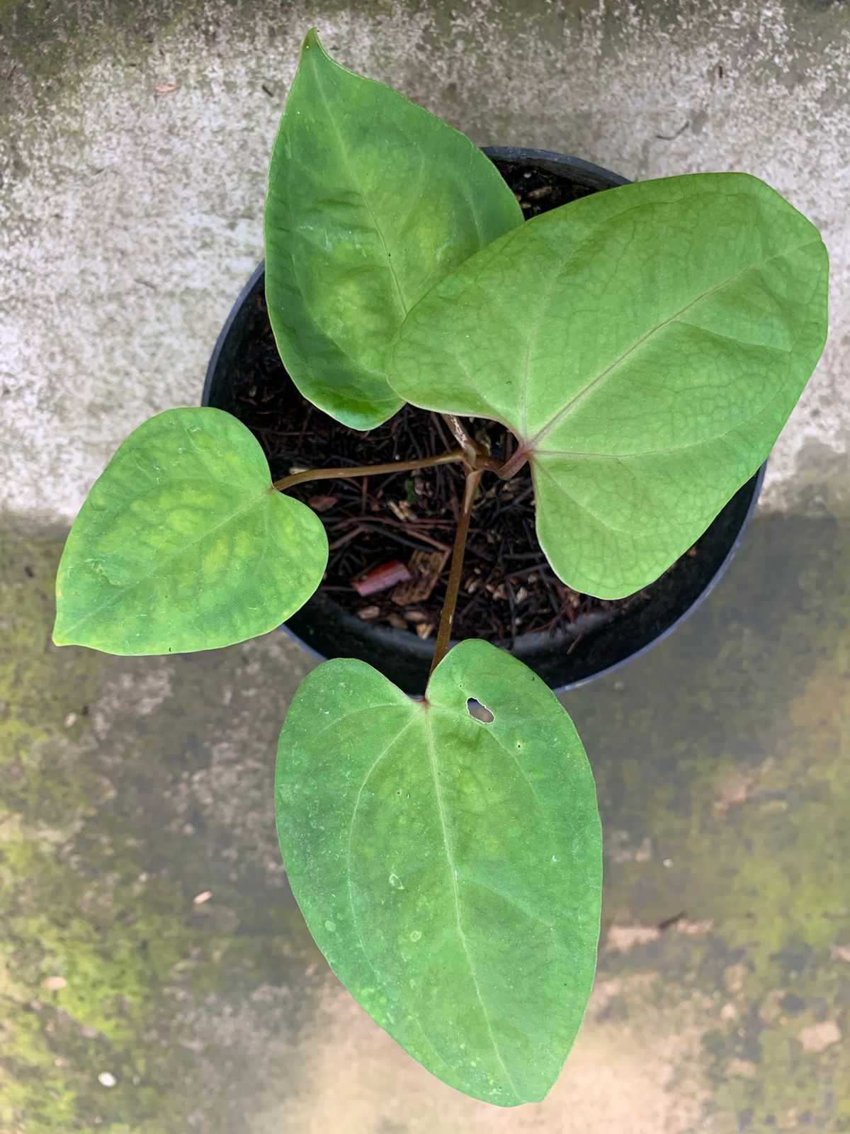 Anthurium Papillilaminum Golden - Indonesian Rare Plants
