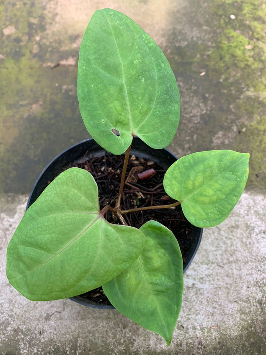 Anthurium Papillilaminum Golden - Indonesian Rare Plants