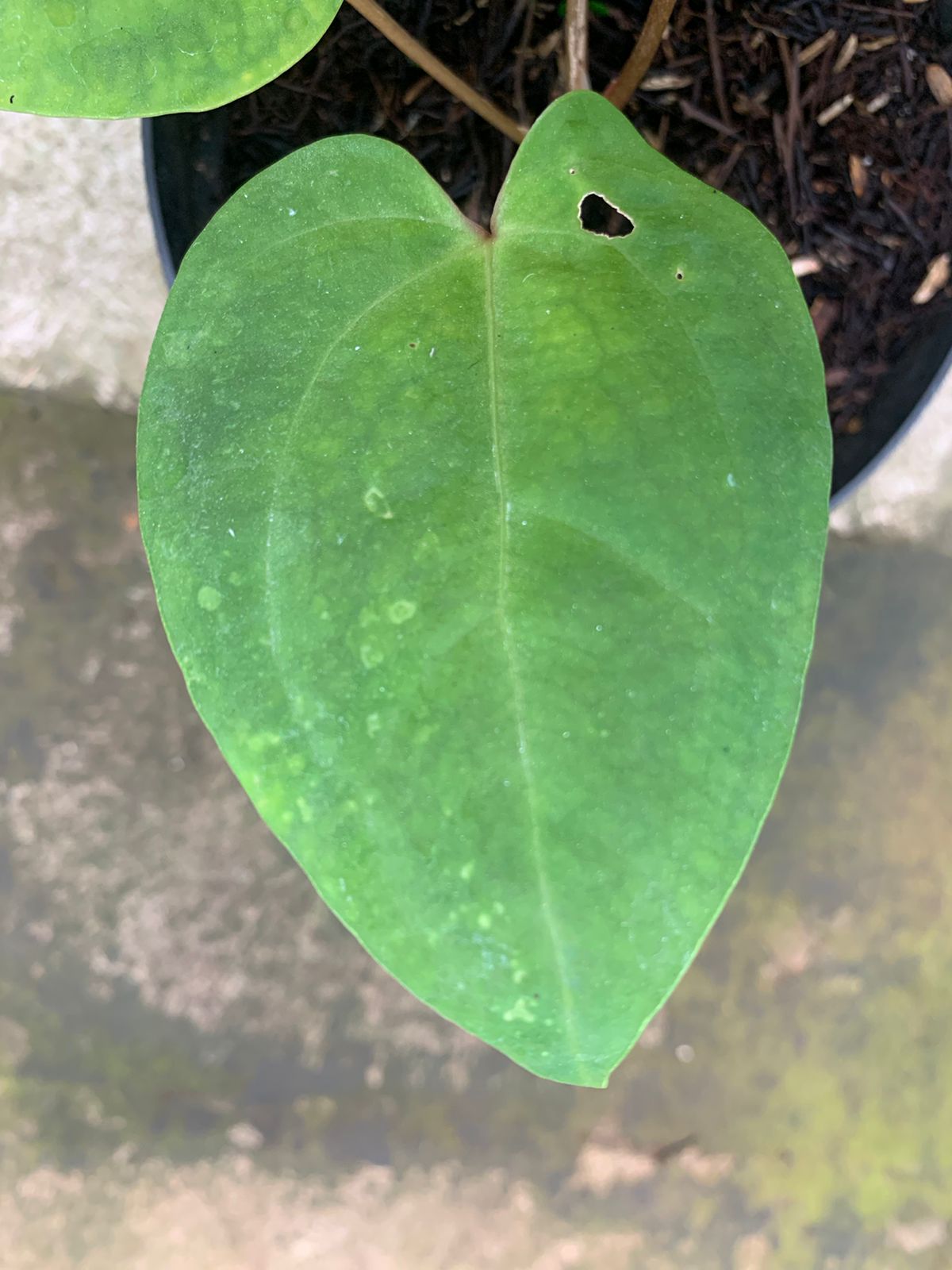 Anthurium Papillilaminum Golden