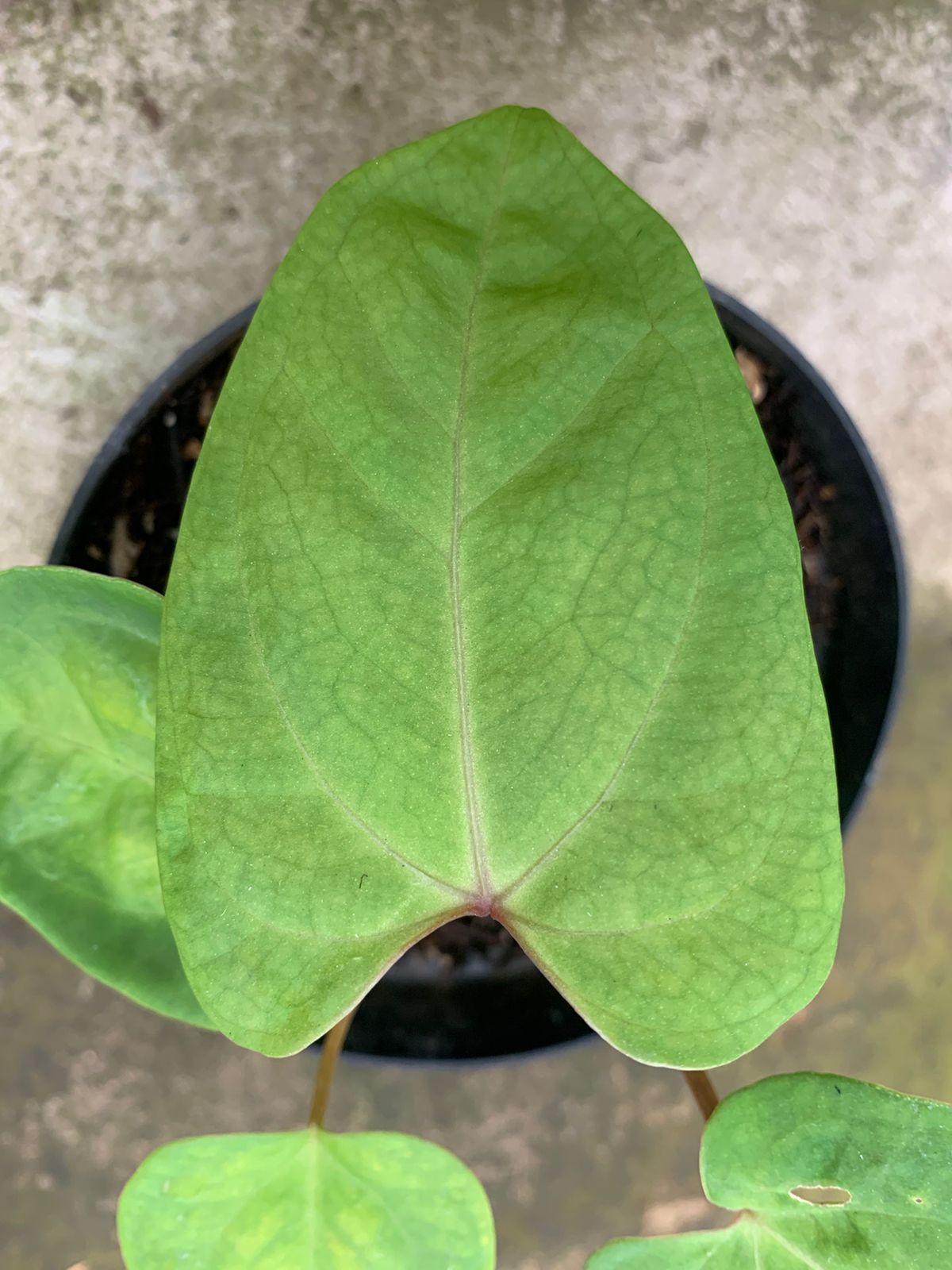 Anthurium Papillilaminum Golden