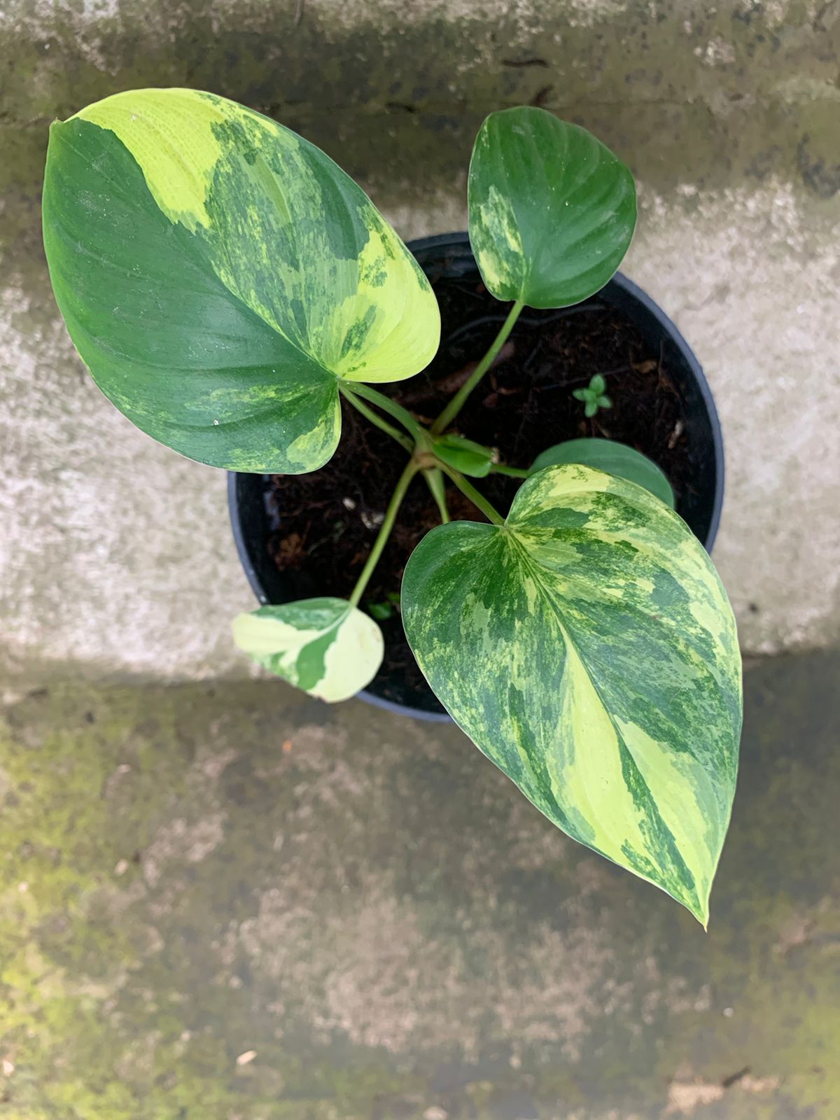 Homalomena Rubescen Variegated - Indonesian Rare Plants