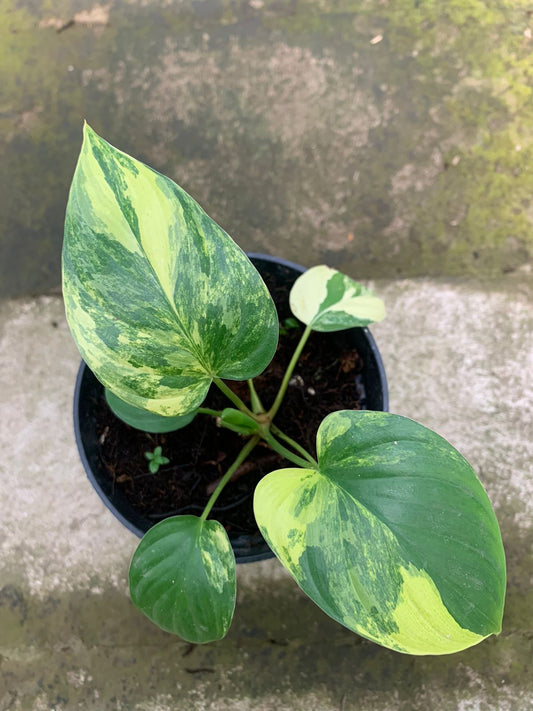 Homalomena Rubescen Variegated - Indonesian Rare Plants