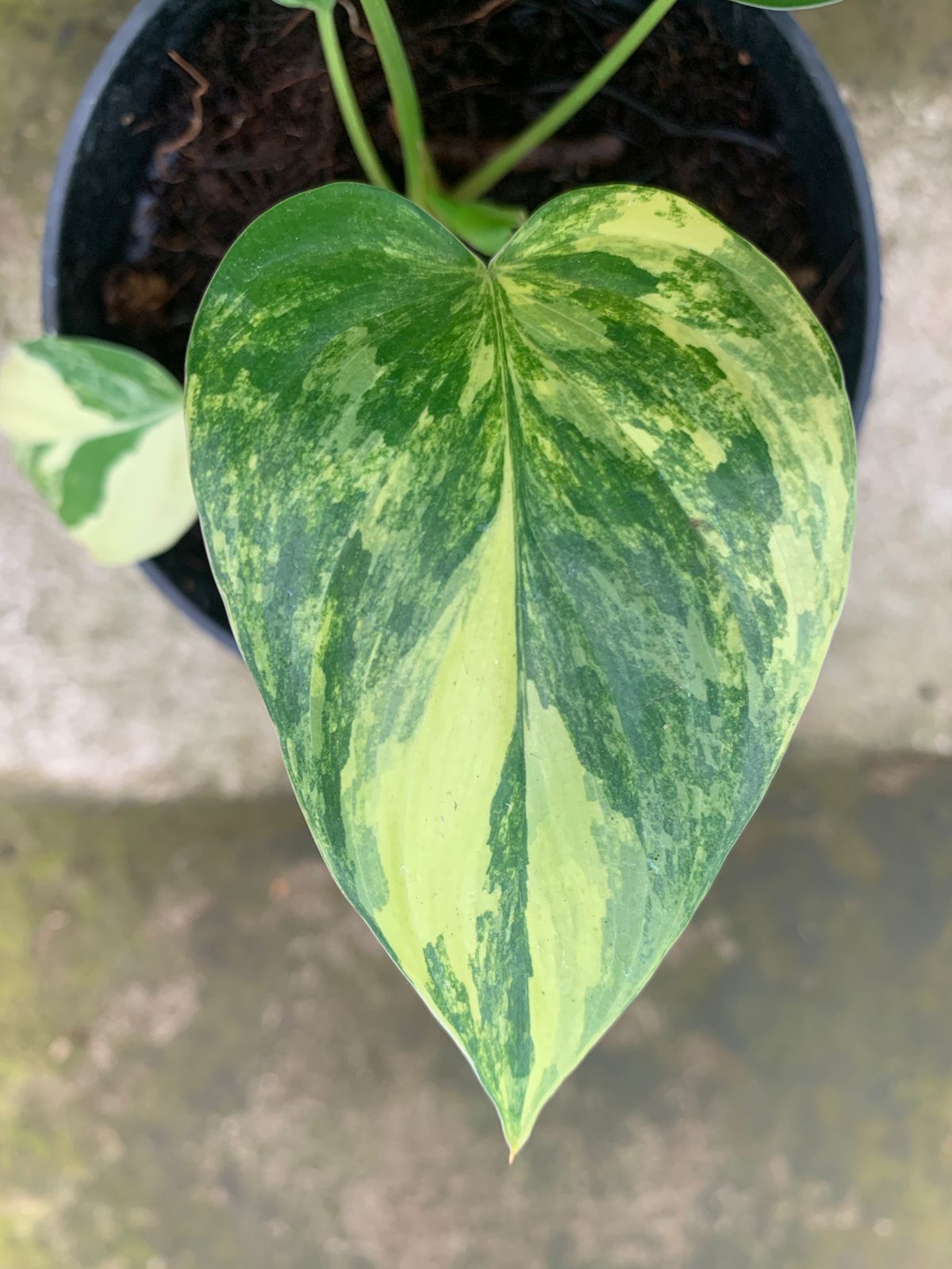 Homalomena Rubescen Variegated