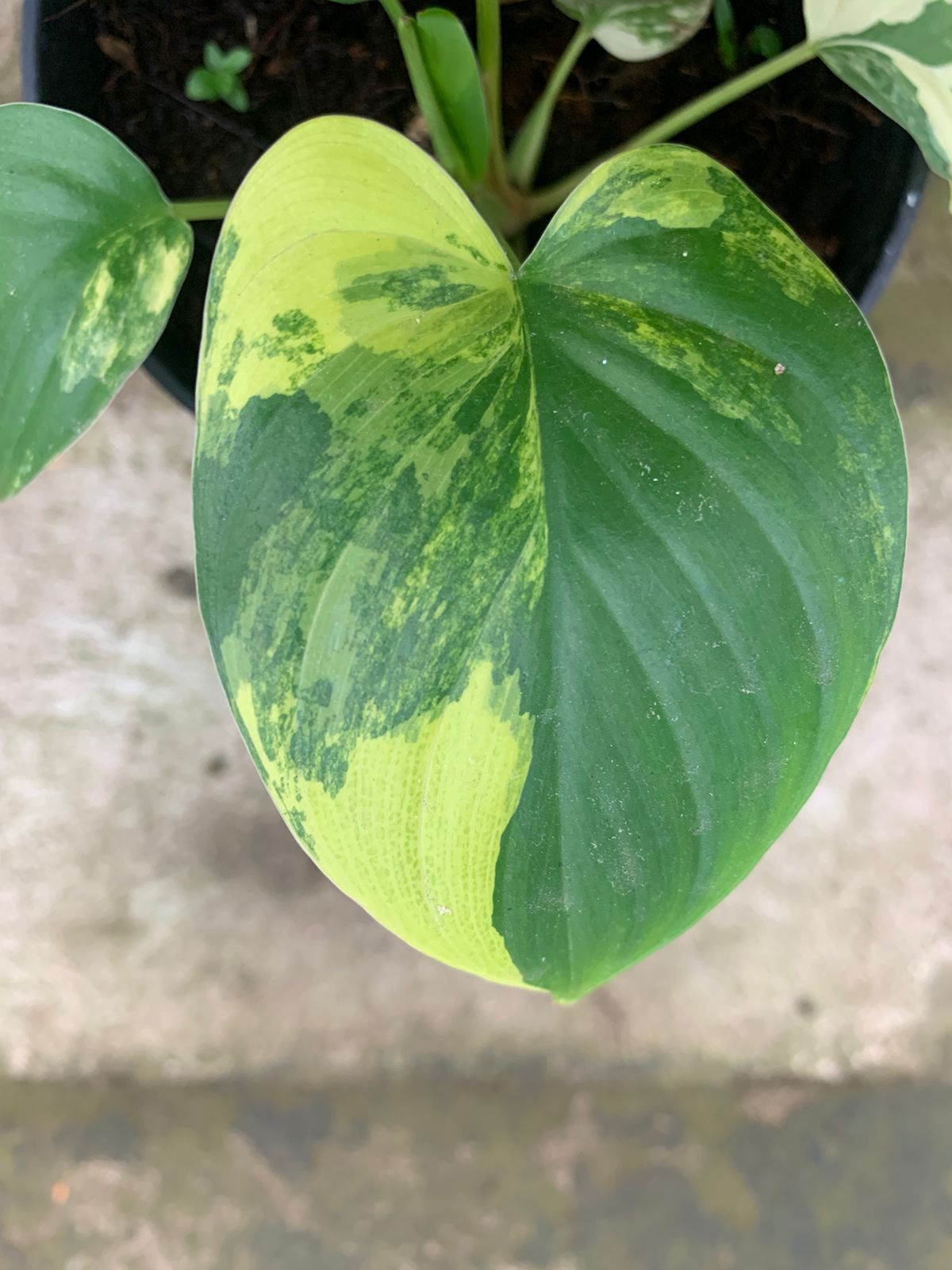 Homalomena Rubescen Variegated
