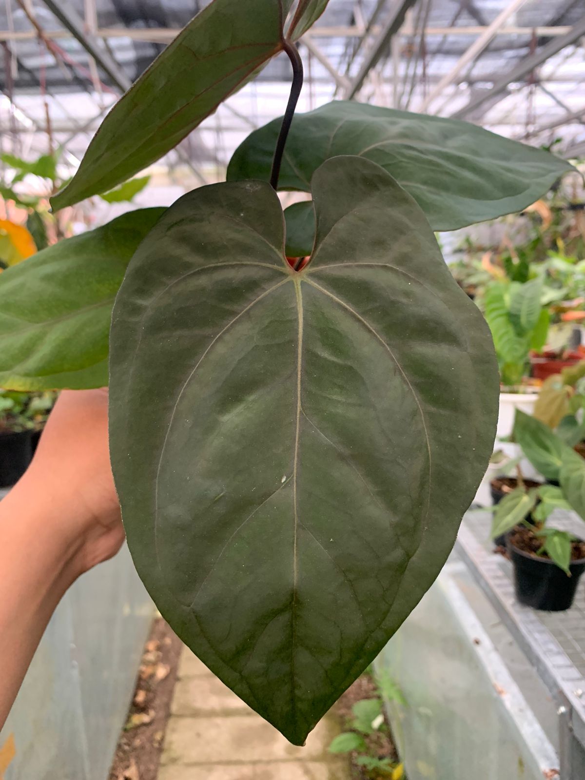 Anthurium Blue Hamizan x Renaisanse — photo 3