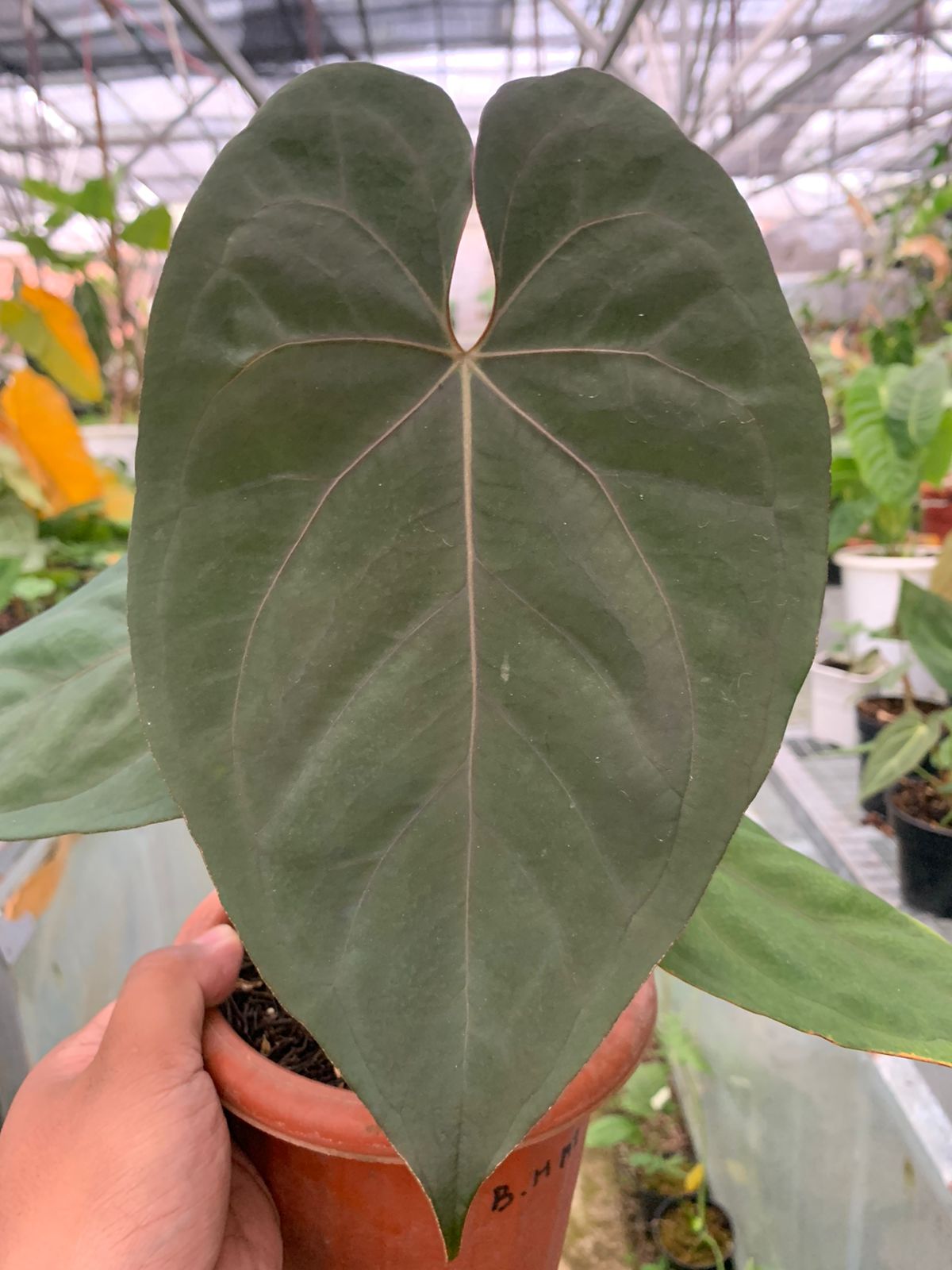 Anthurium Blue Hamizan x Renaisanse — photo 2