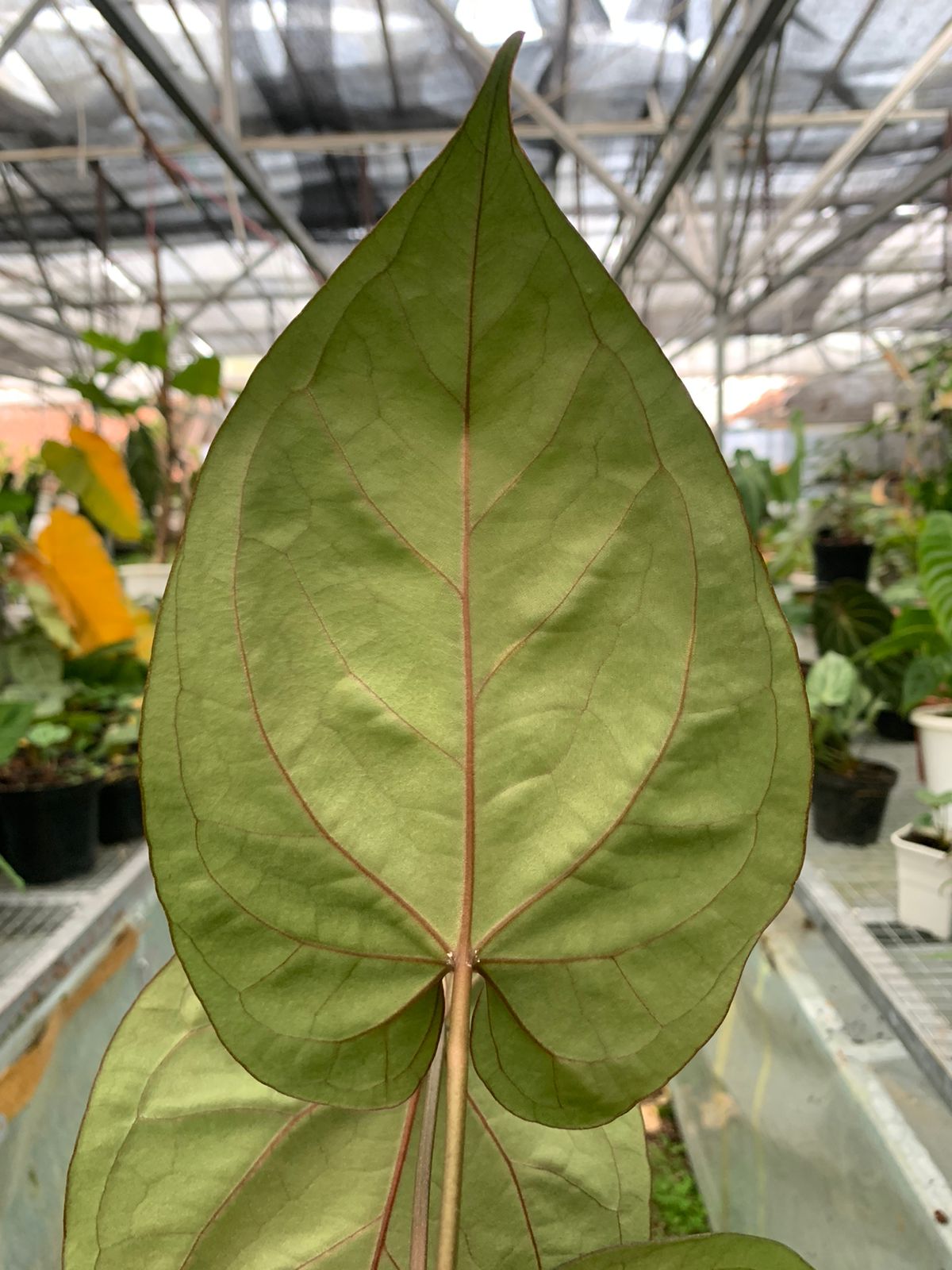 Anthurium Blue Hamizan x Renaisanse — photo 4