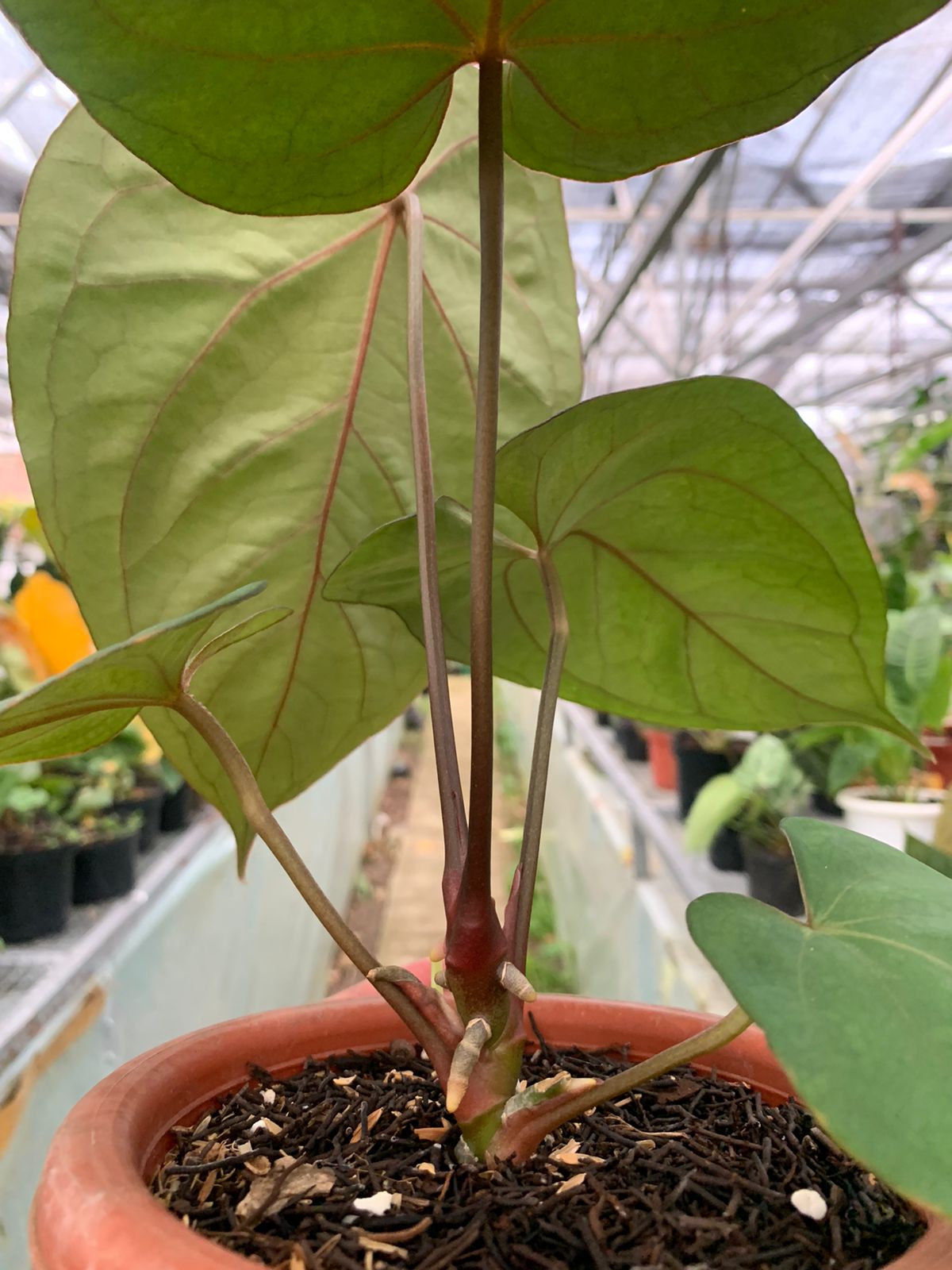 Anthurium Blue Hamizan x Renaisanse — photo 5