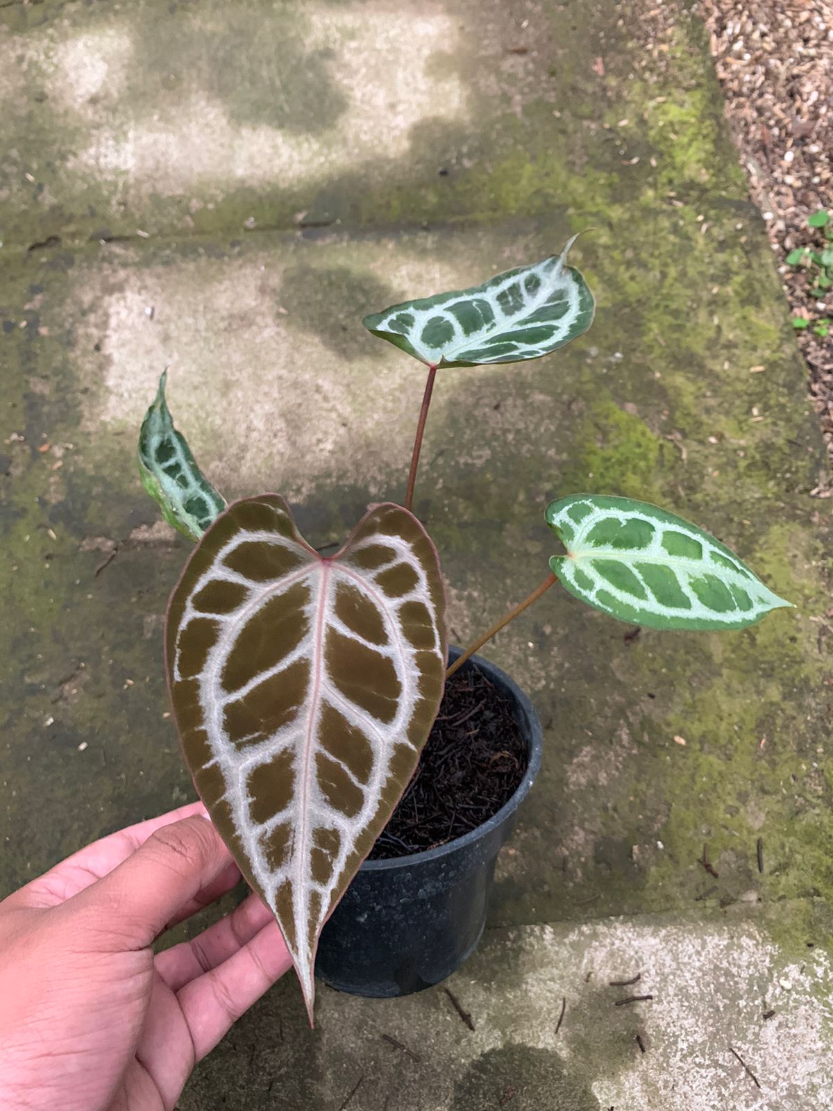 Anthurium Muchlis x Red Crystallinum - Indonesian Rare Plants