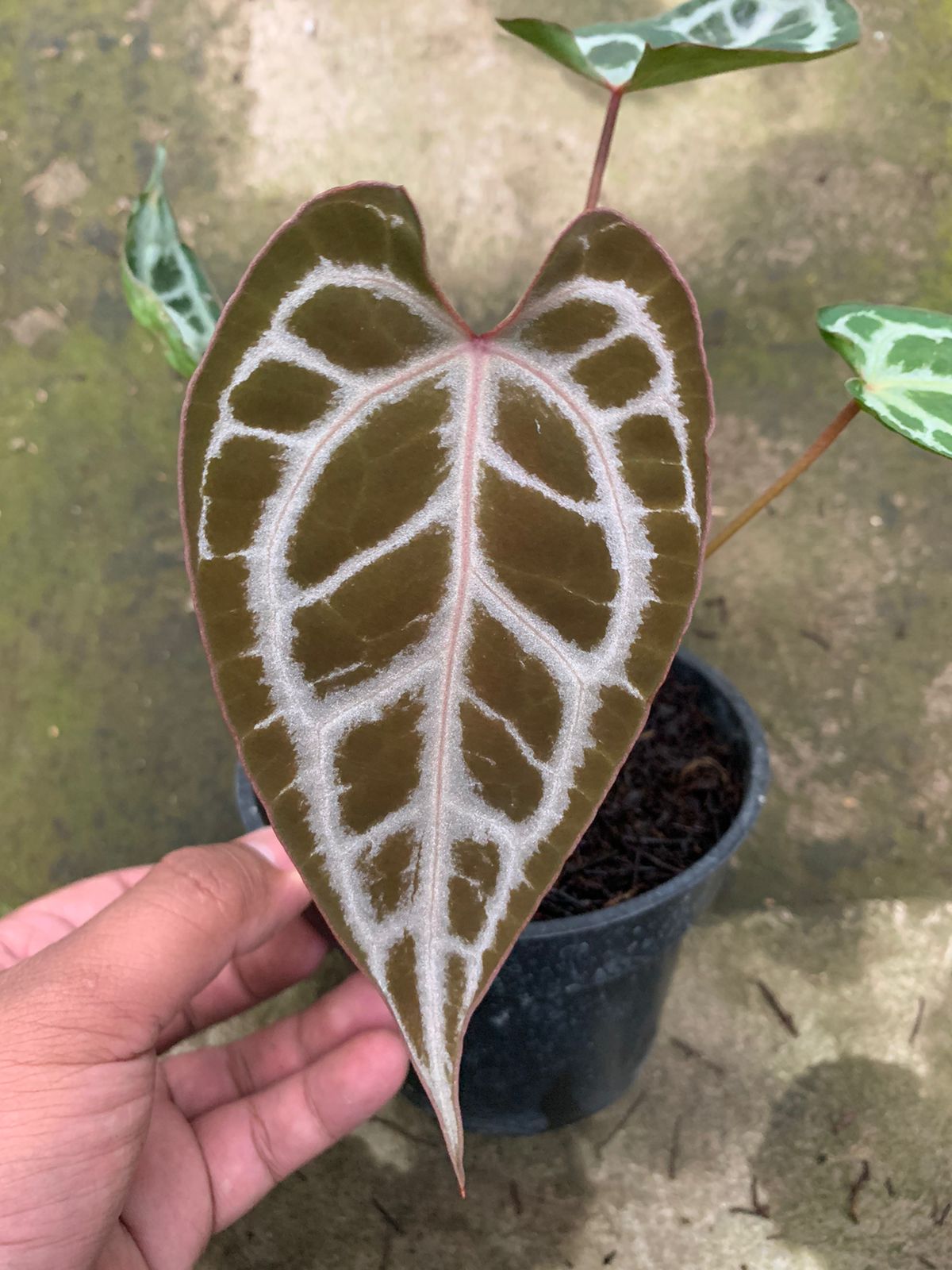 Anthurium Muchlis x Red Crystallinum