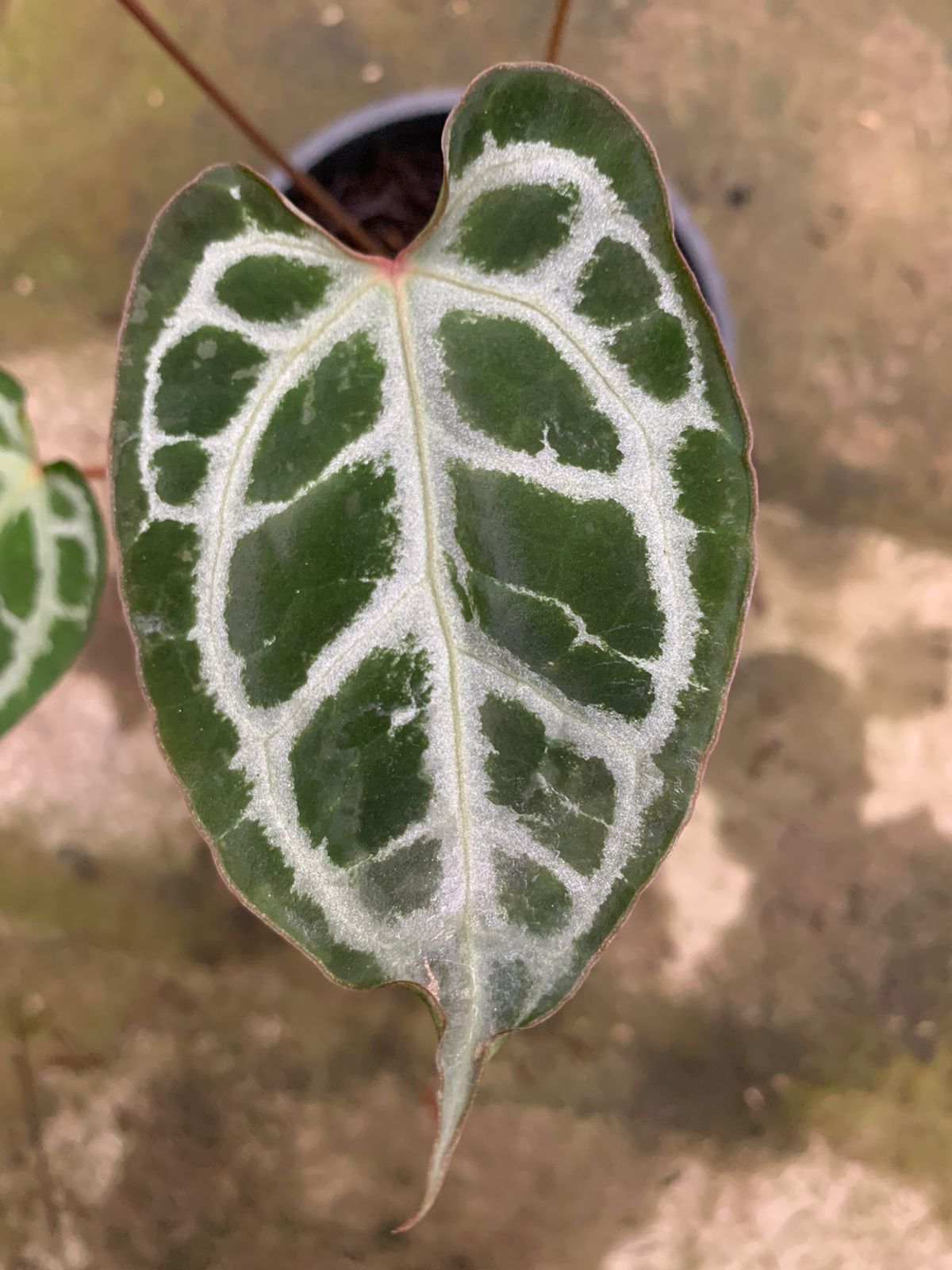 Anthurium Muchlis x Red Crystallinum