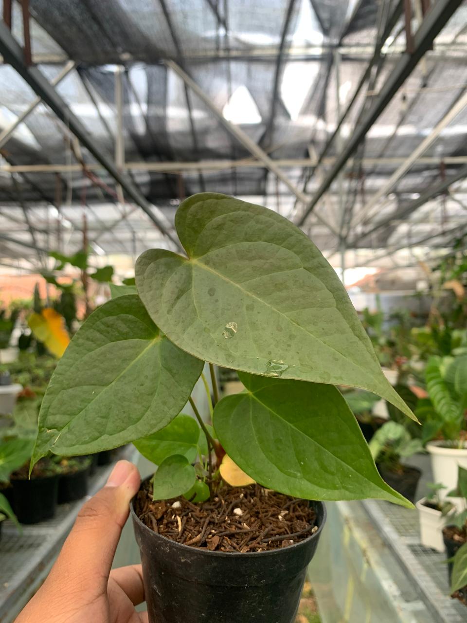 Anthurium Cemberlaini — rare Indonesian plant
