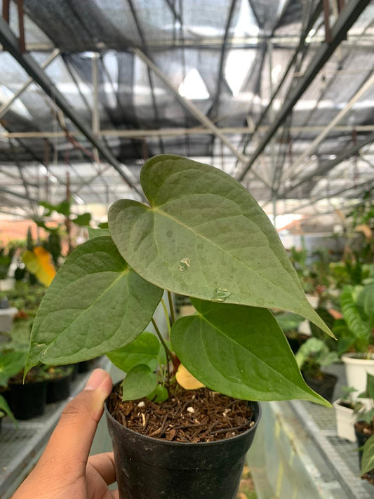 Anthurium Cemberlaini — rare Indonesian plant