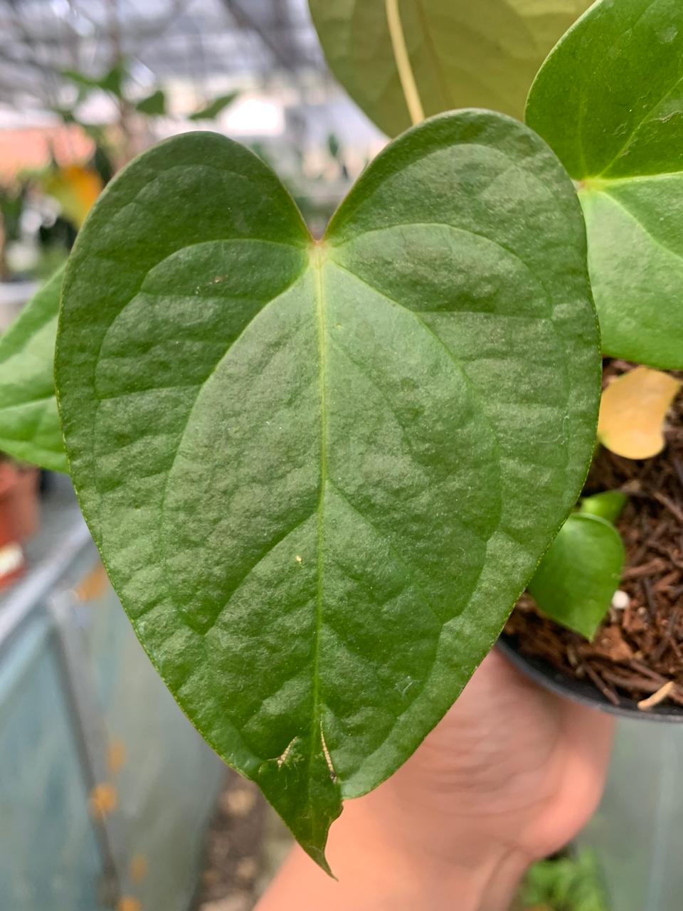 Anthurium Cemberlaini — photo 4