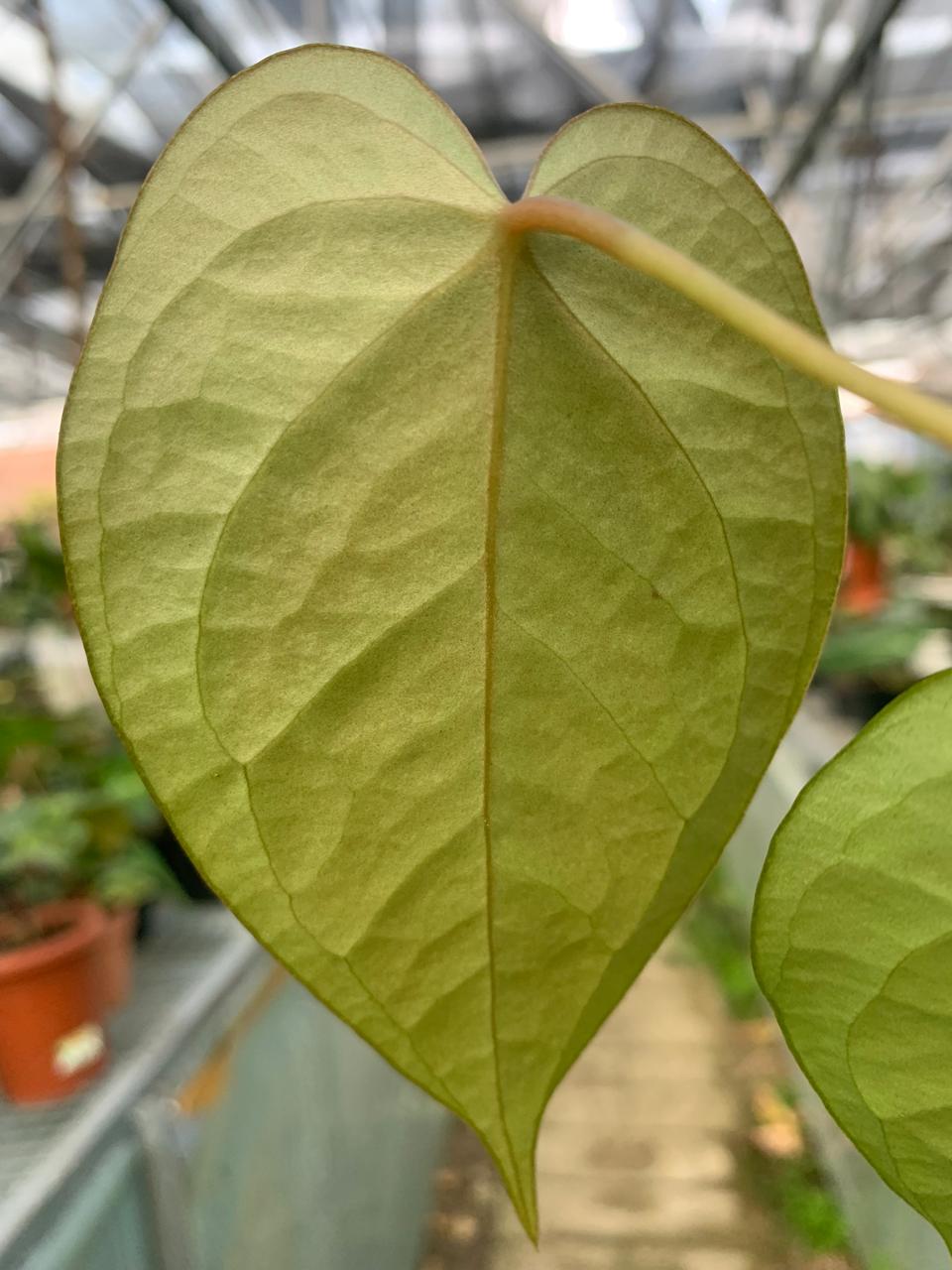 Anthurium Cemberlaini — photo 5