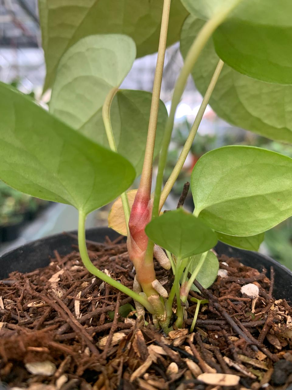 Anthurium Cemberlaini — photo 6