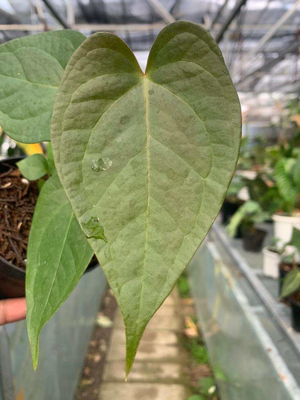 Anthurium Cemberlaini — photo 3
