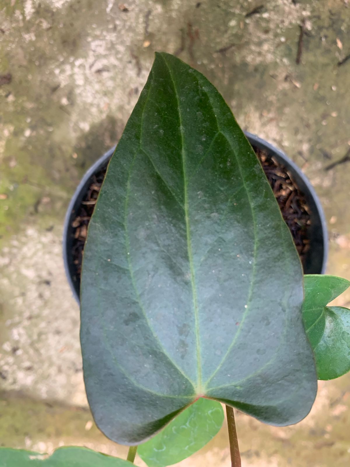Anthurium Nigrolaminum Gigi x Papillilaminum