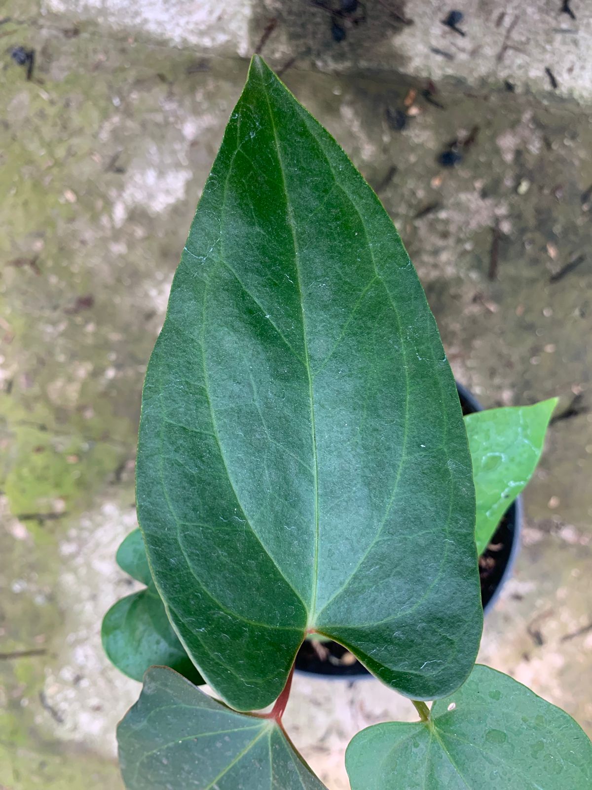 Anthurium Nigrolaminum Gigi x Papillilaminum