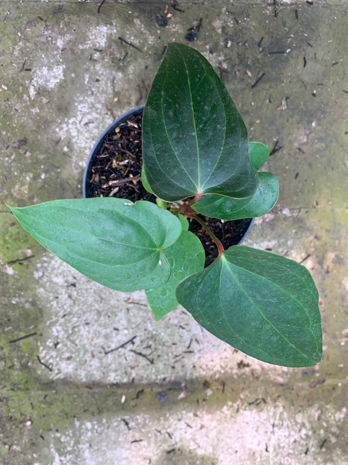 Anthurium Nigrolaminum Gigi x Papillilaminum - Indonesian Rare Plants