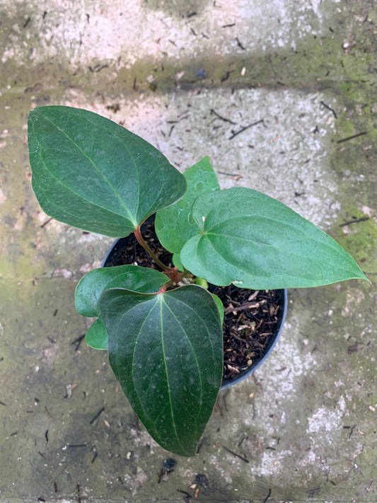 Anthurium Nigrolaminum Gigi x Papillilaminum - Indonesian Rare Plants