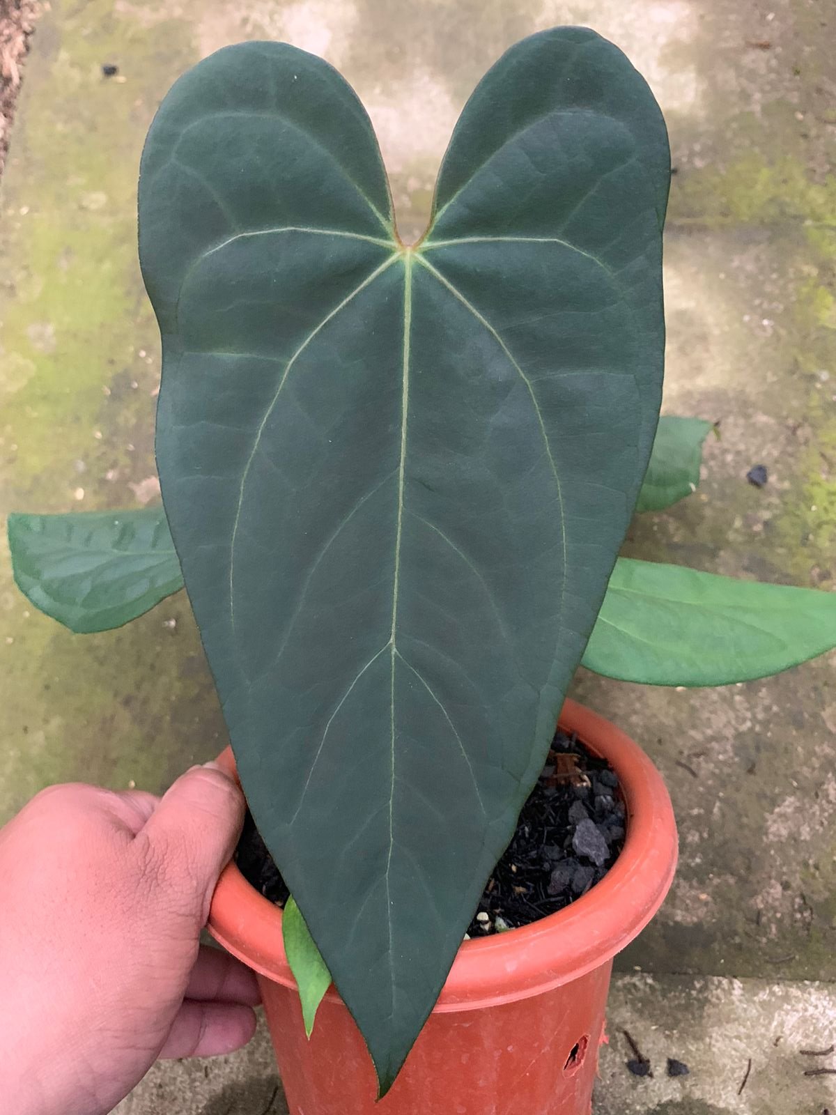 Anthurium Blue Hamizan x Renaissance - Indonesian Rare Plants