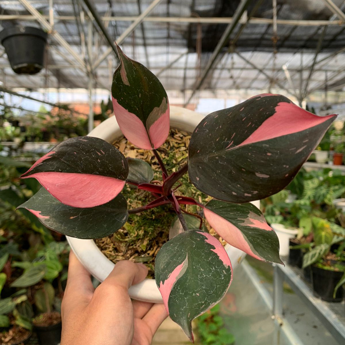 Philodendron White Knight Pink Variegated — rare Indonesian plant