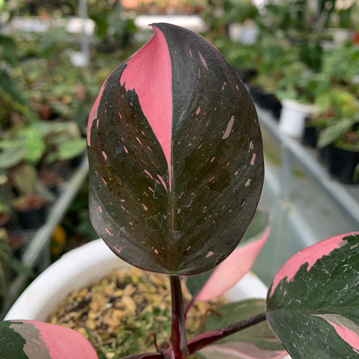 Philodendron White Knight Pink Variegated — photo 3