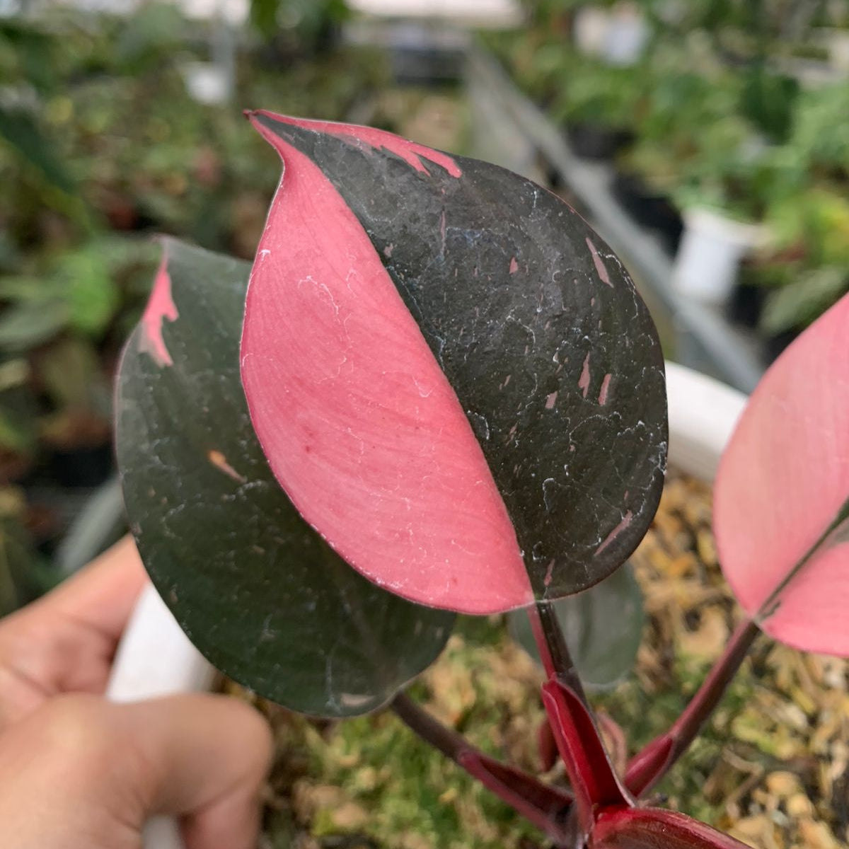 Philodendron White Knight Pink Variegated — photo 2