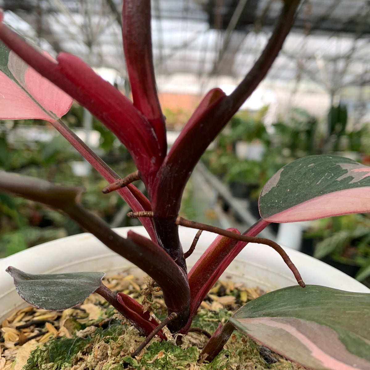 Philodendron White Knight Pink Variegated — photo 4