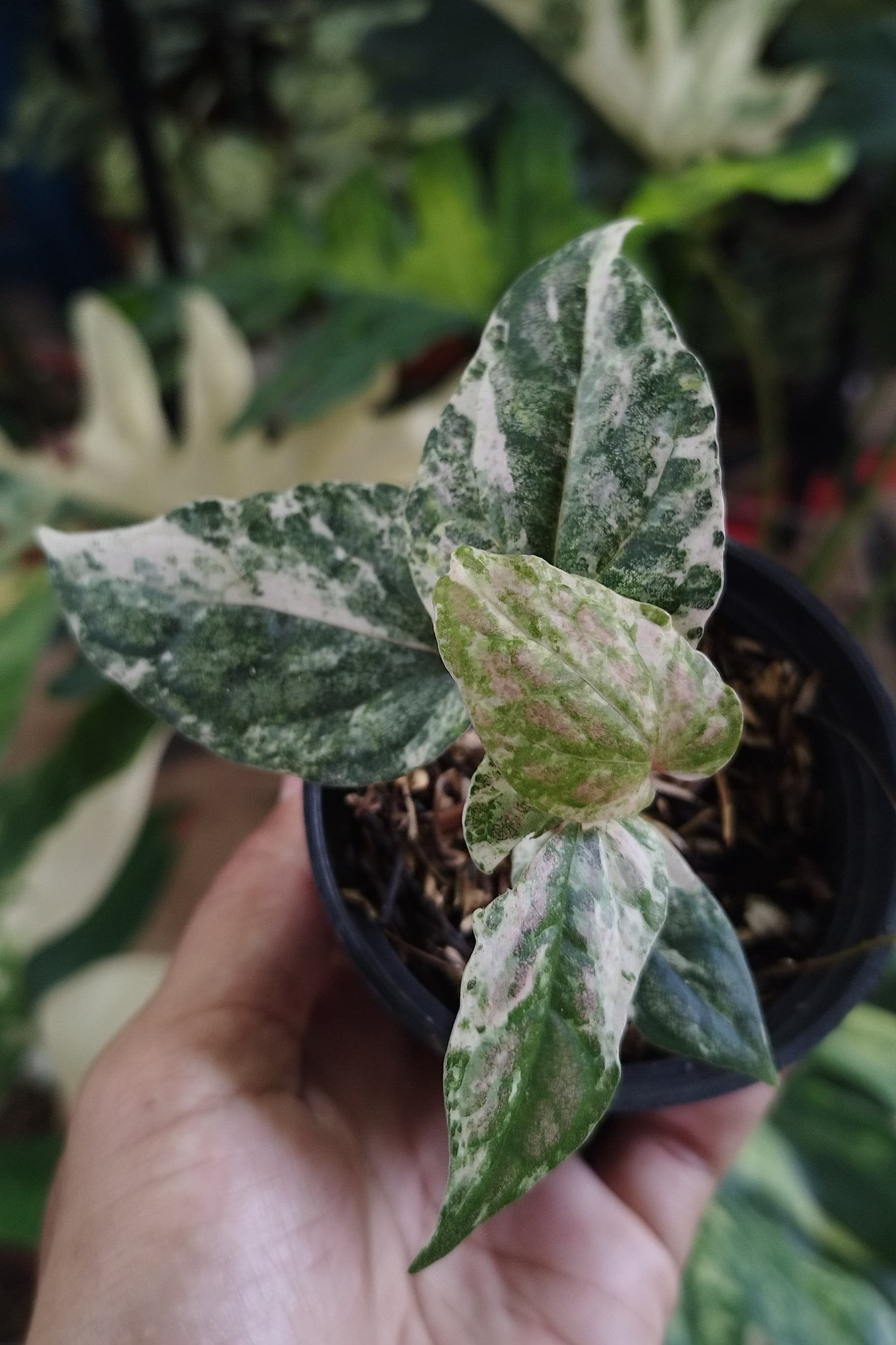 Piper Ornatum Pink — rare Indonesian plant