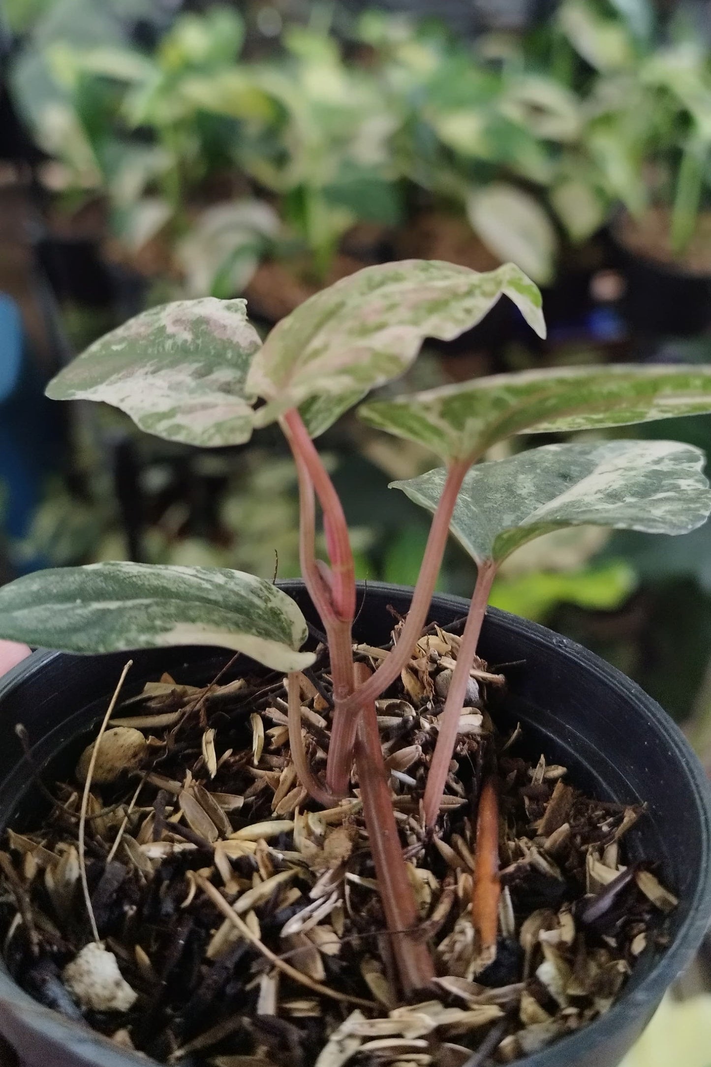 Piper Ornatum Pink — photo 5