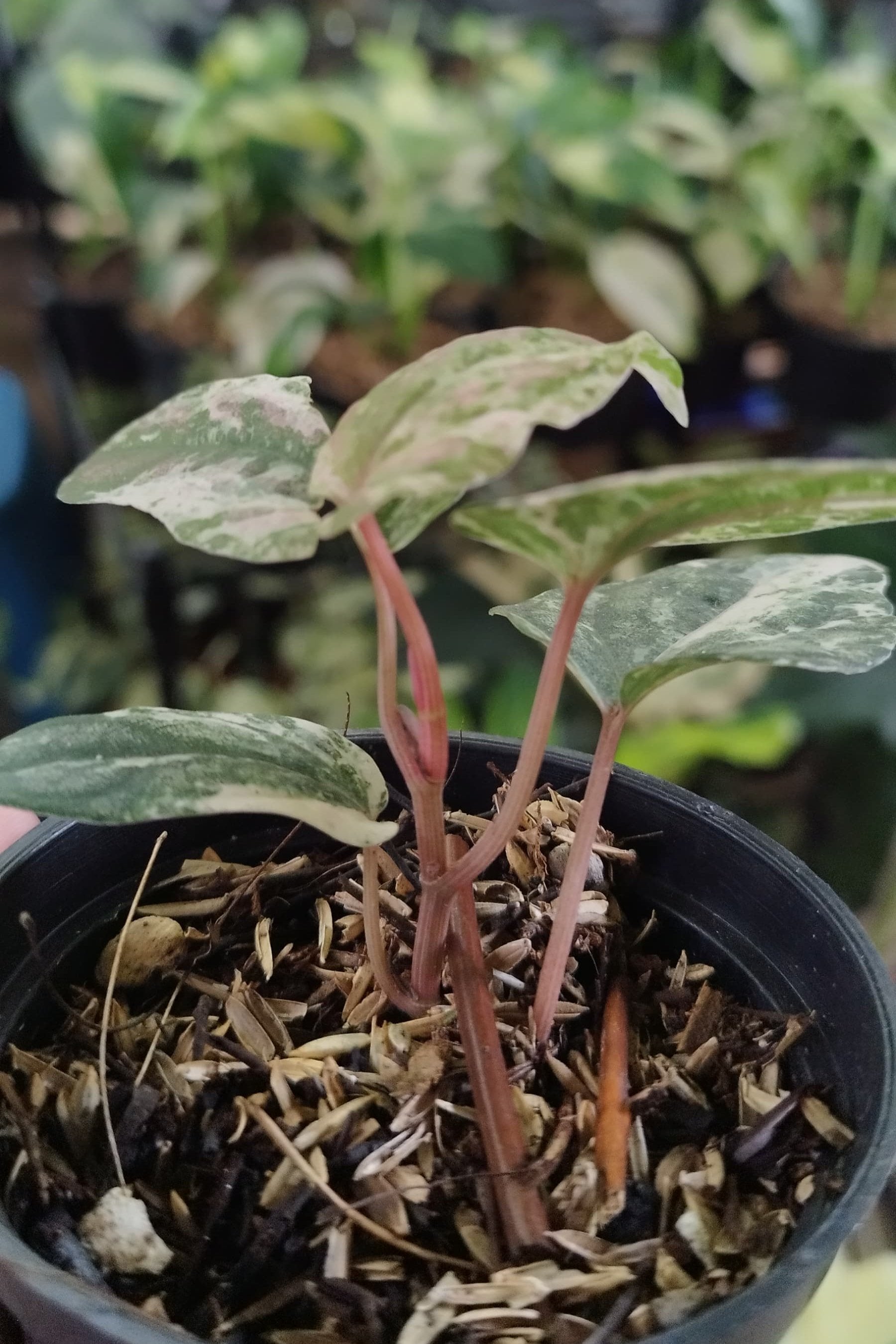 Piper Ornatum Pink — photo 5
