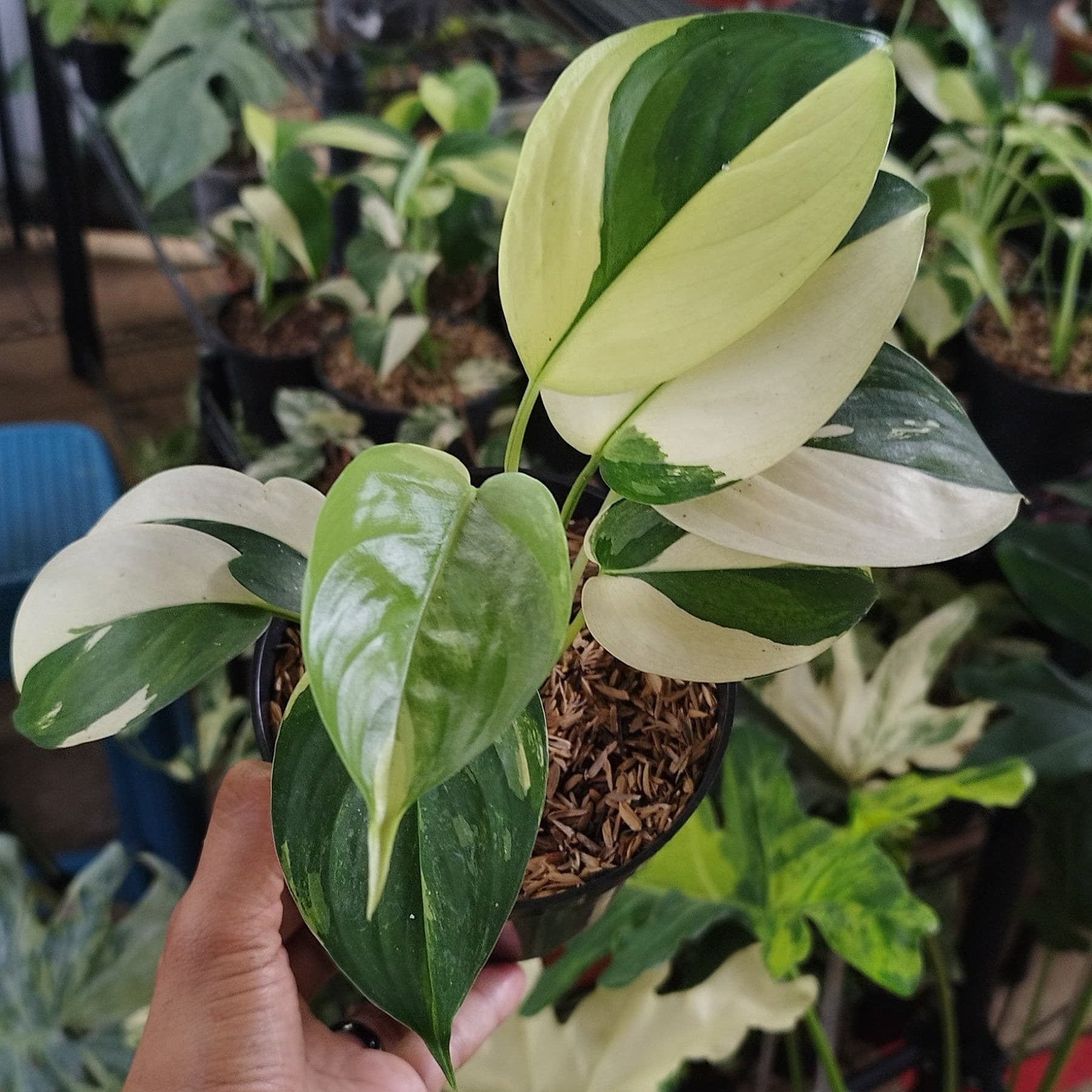 Scindapsus Blue Albo — rare Indonesian plant