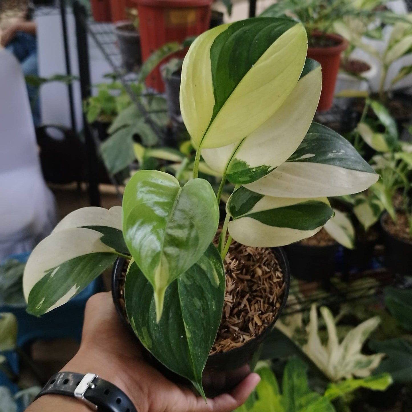 Scindapsus Blue Albo — photo 3