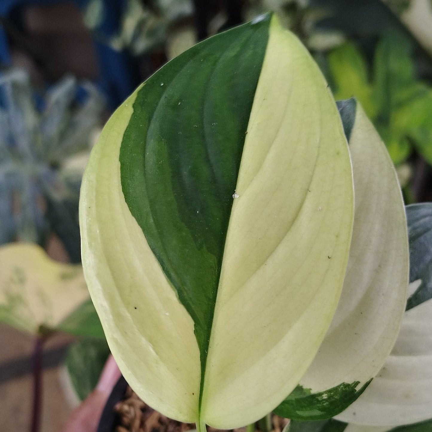 Scindapsus Blue Albo — photo 2