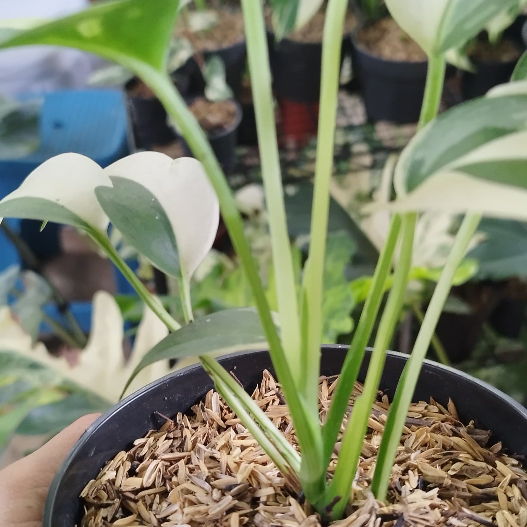 Scindapsus Blue Albo — photo 4