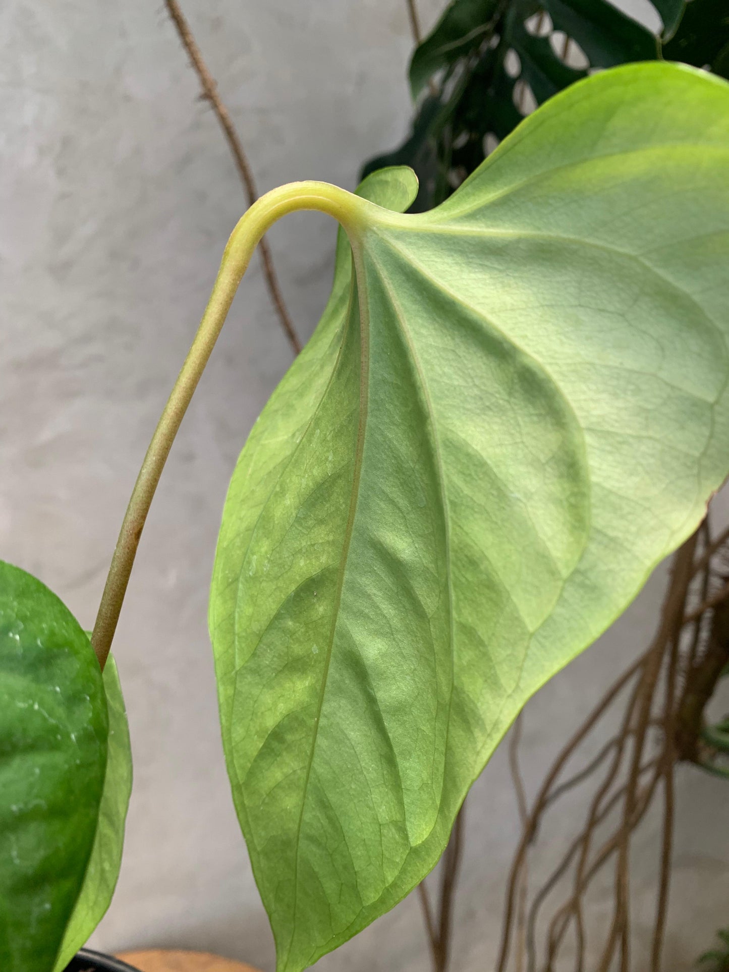 Anthurium Pedatoradiatum x Anthurium Nigrolaminum "gigi"/Sp Naro — photo 3