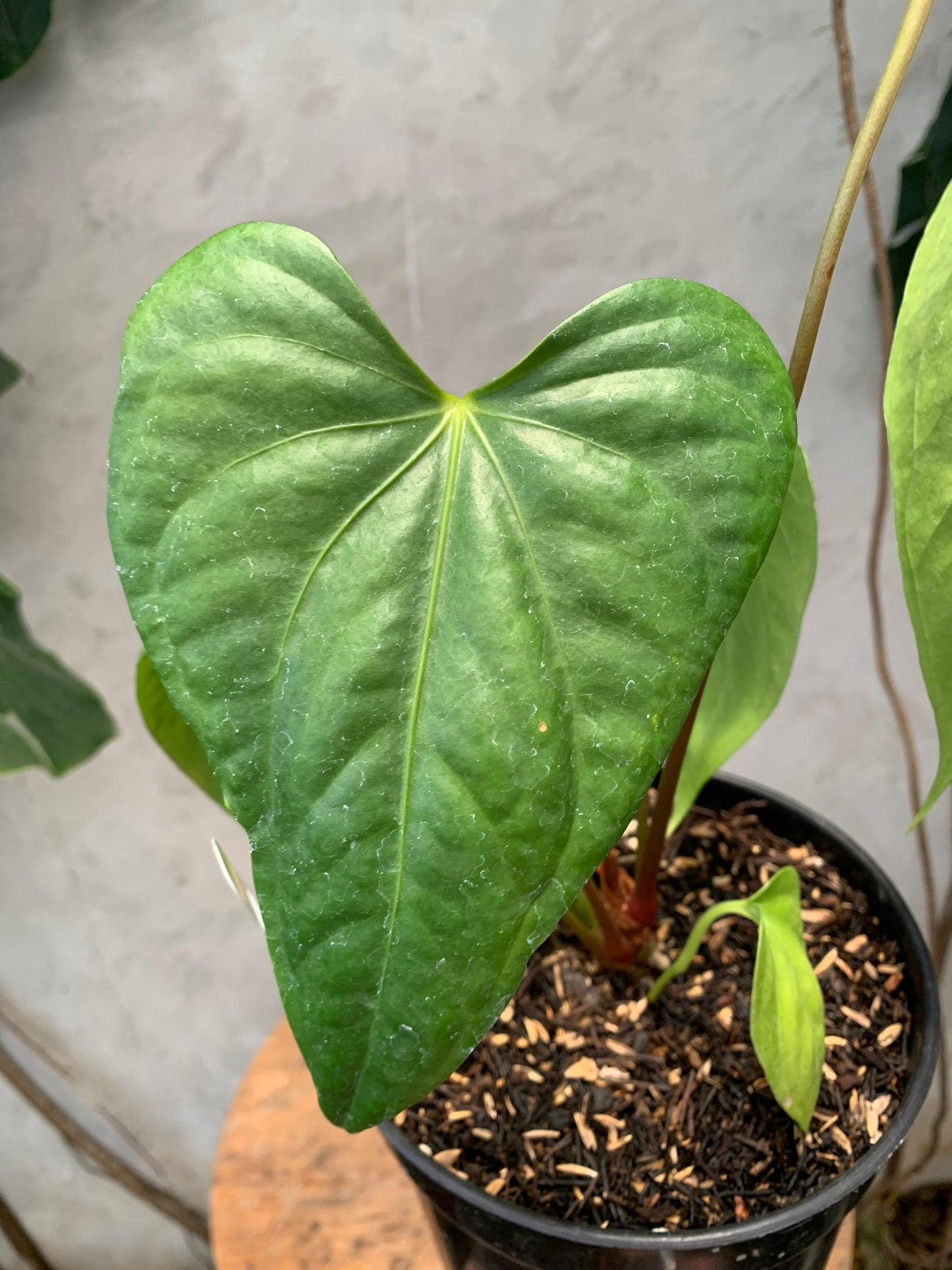 Anthurium Pedatoradiatum x Anthurium Nigrolaminum "gigi"/Sp Naro — photo 4