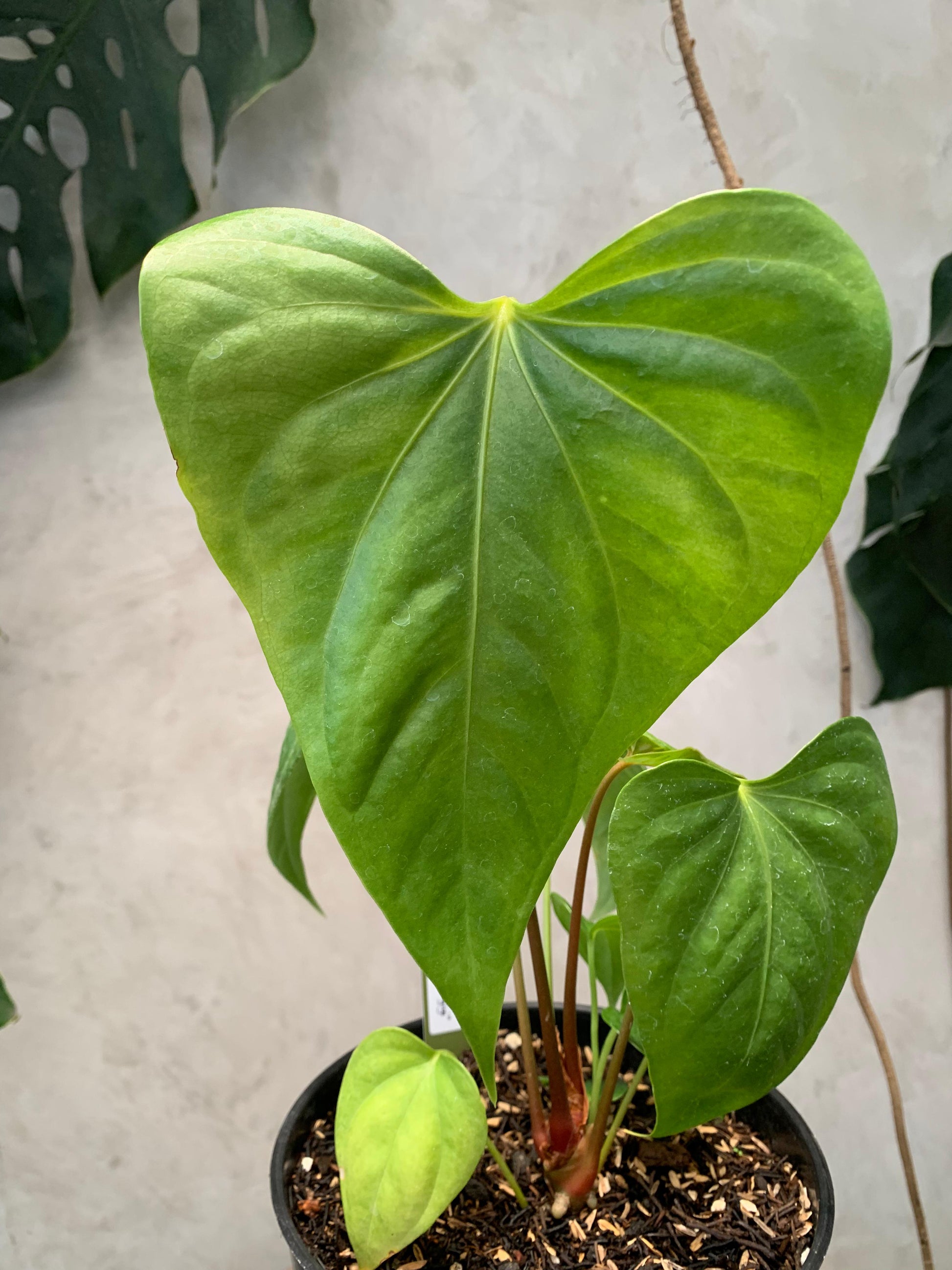 Anthurium Pedatoradiatum x Anthurium Nigrolaminum "gigi"/Sp Naro — rare Indonesian plant