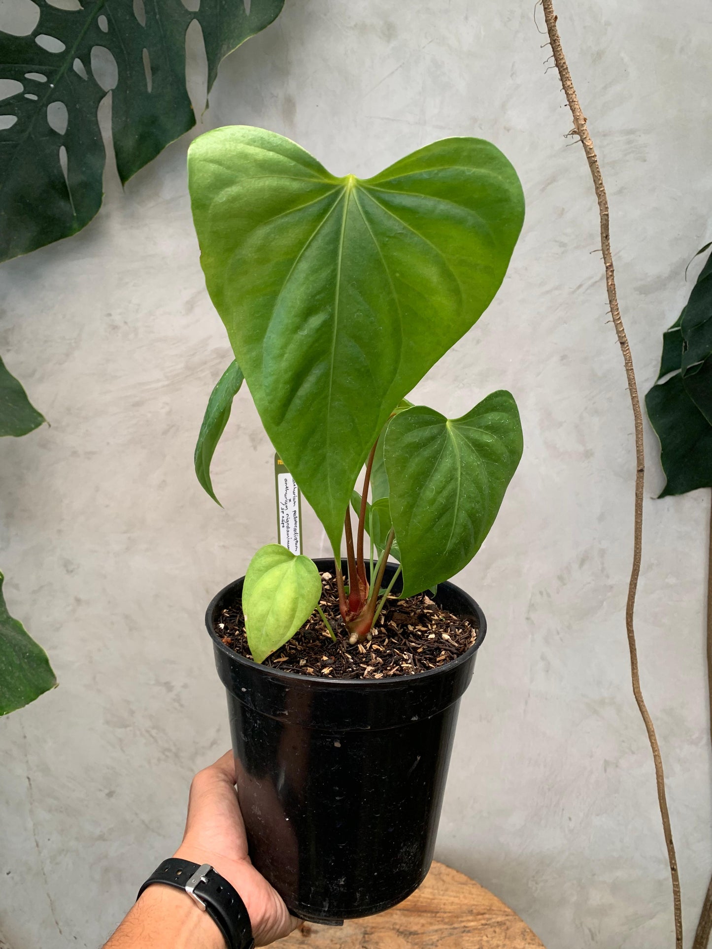 Anthurium Pedatoradiatum x Anthurium Nigrolaminum "gigi"/Sp Naro — photo 2