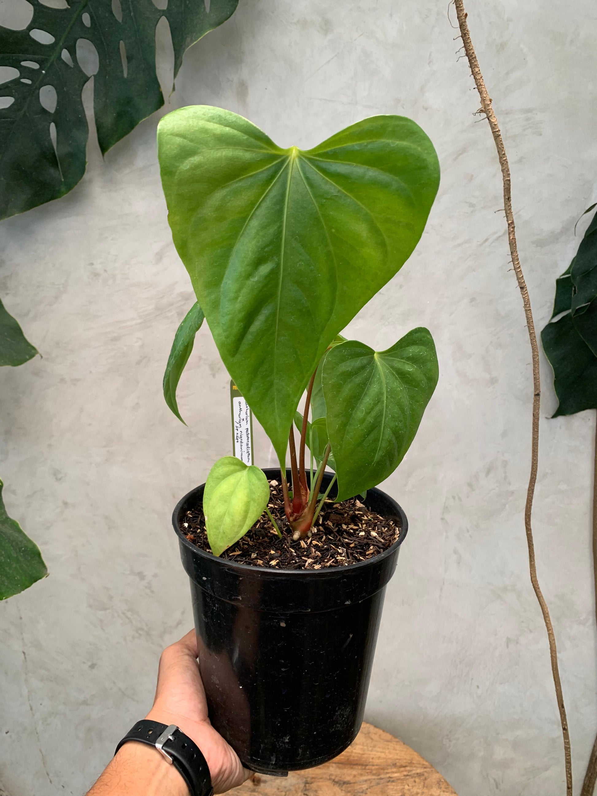 Anthurium Pedatoradiatum x Anthurium Nigrolaminum "gigi"/Sp Naro — photo 2