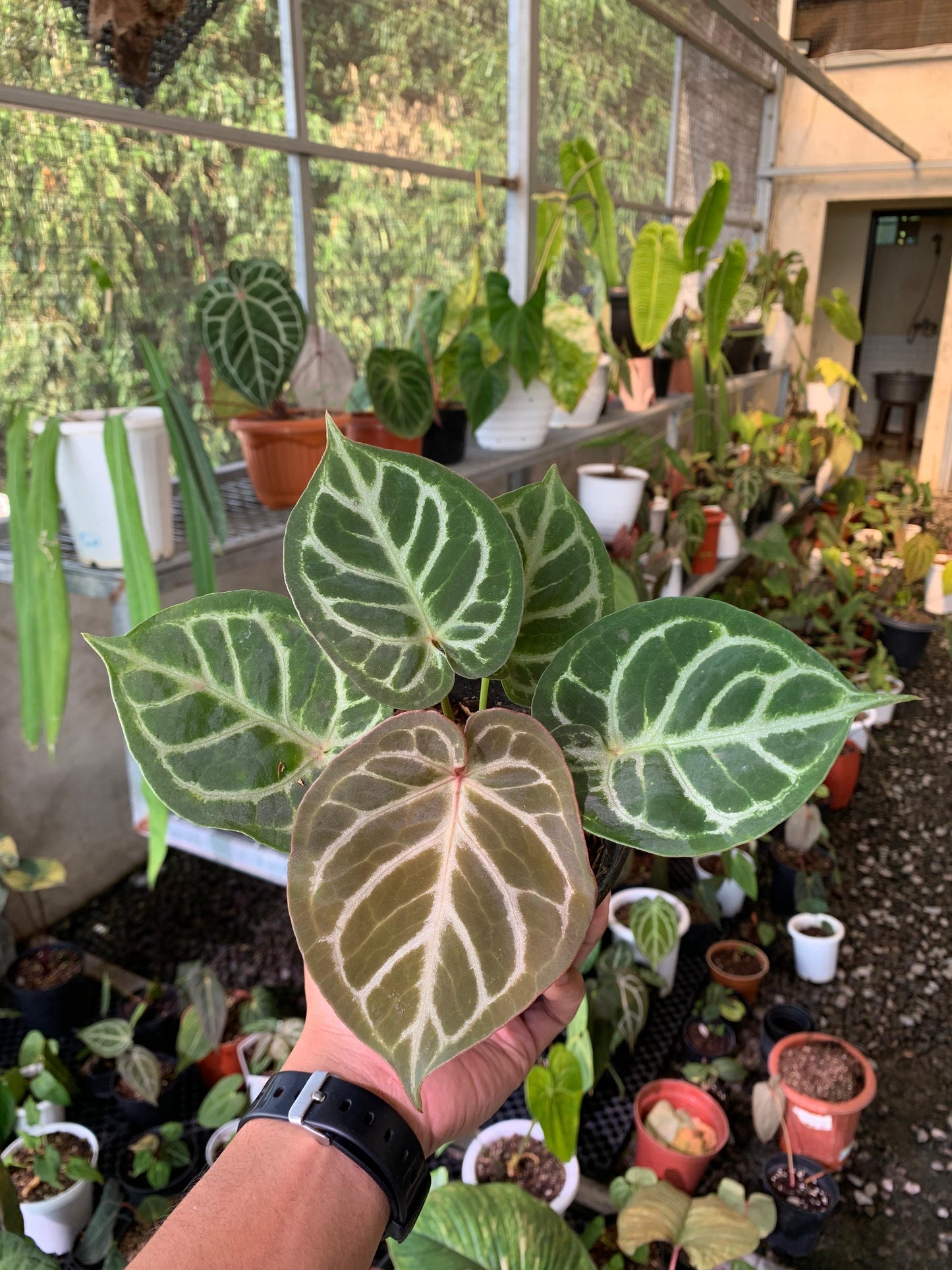Anthurium King of Spades x Silver Blush — rare Indonesian plant