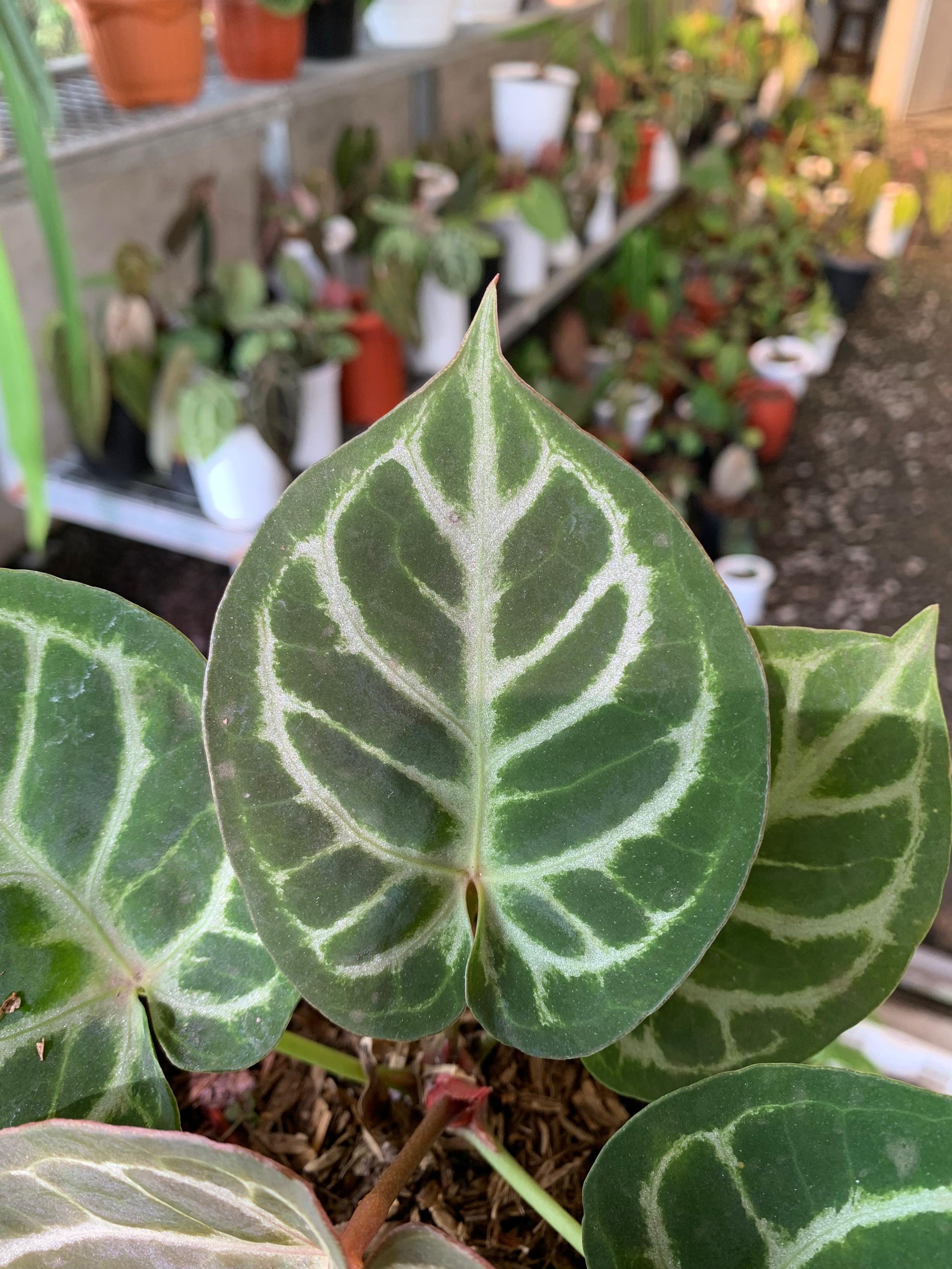 Anthurium King of Spades x Silver Blush — photo 4
