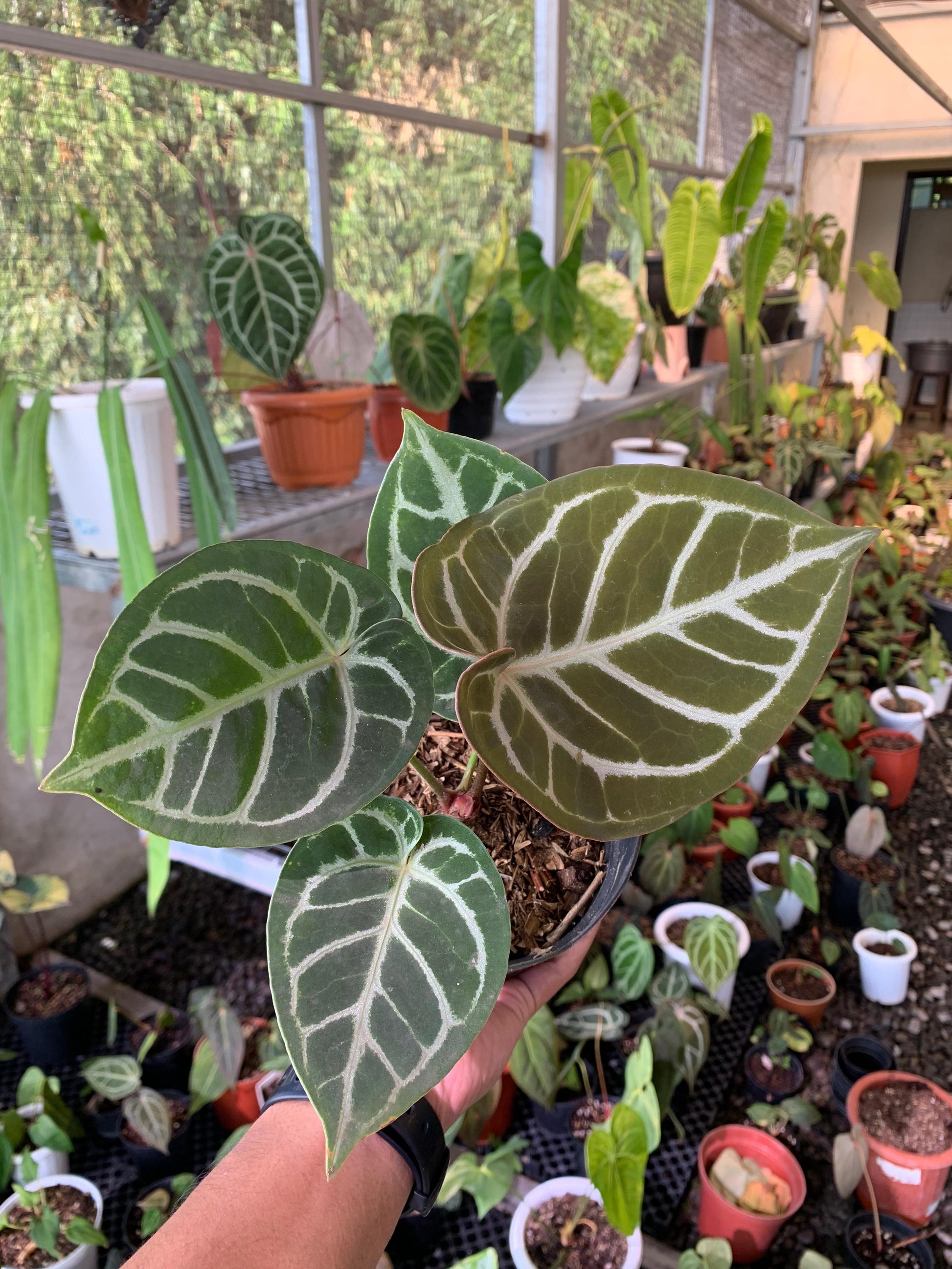 Anthurium King of Spades x Silver Blush — photo 2