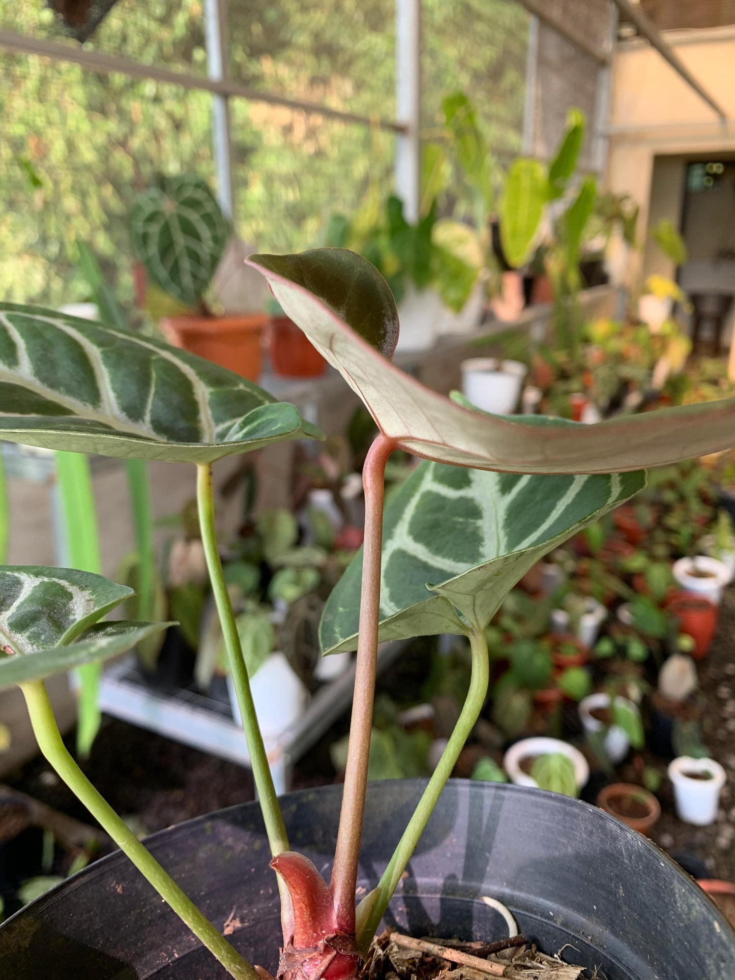 Anthurium King of Spades x Silver Blush — photo 5