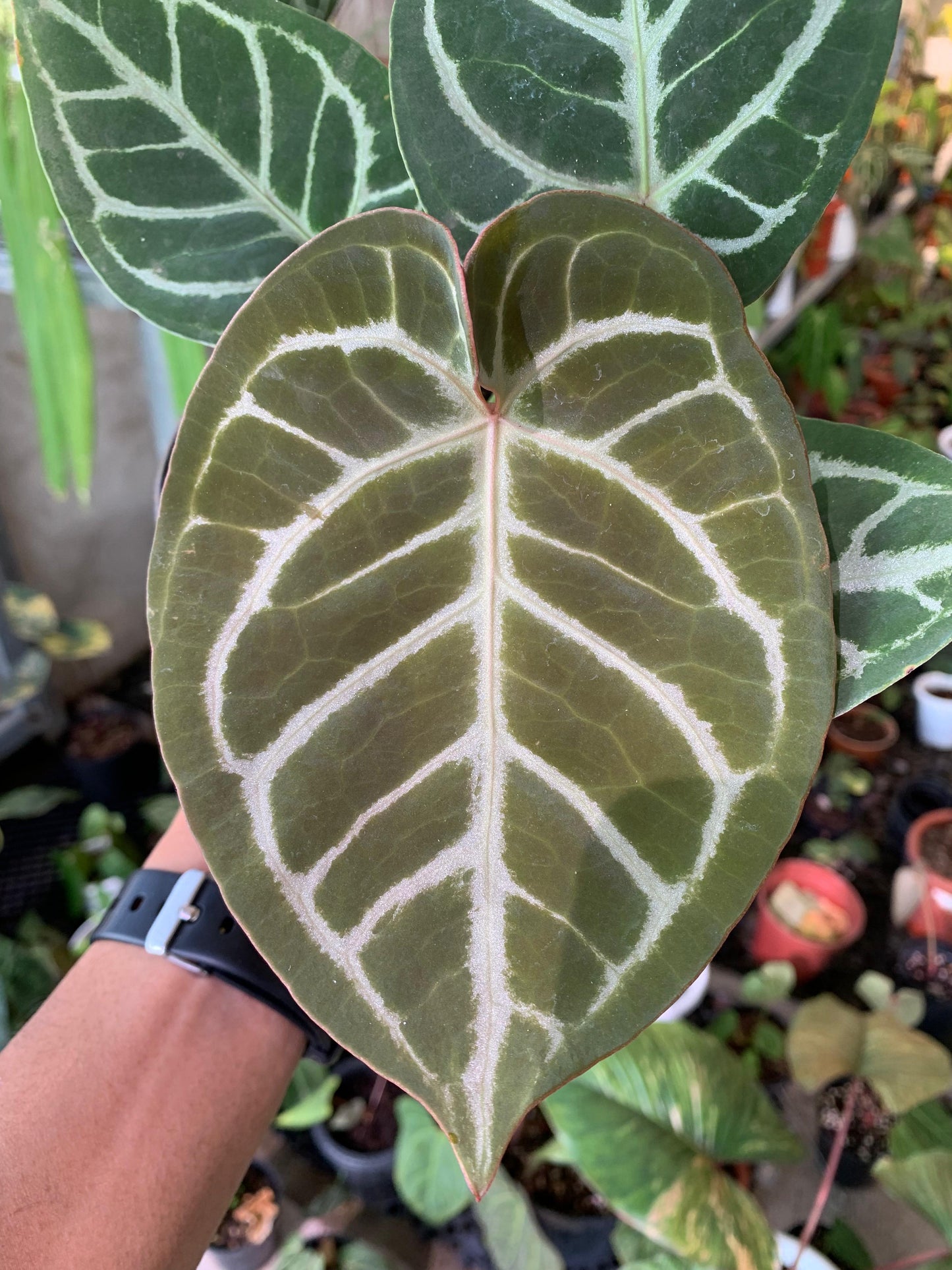 Anthurium King of Spades x Silver Blush — photo 3