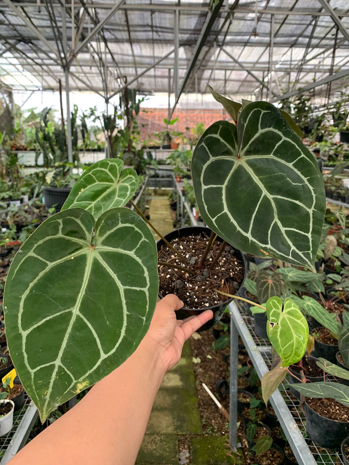 Anthurium Crystallinum x Clarinervium — rare Indonesian plant