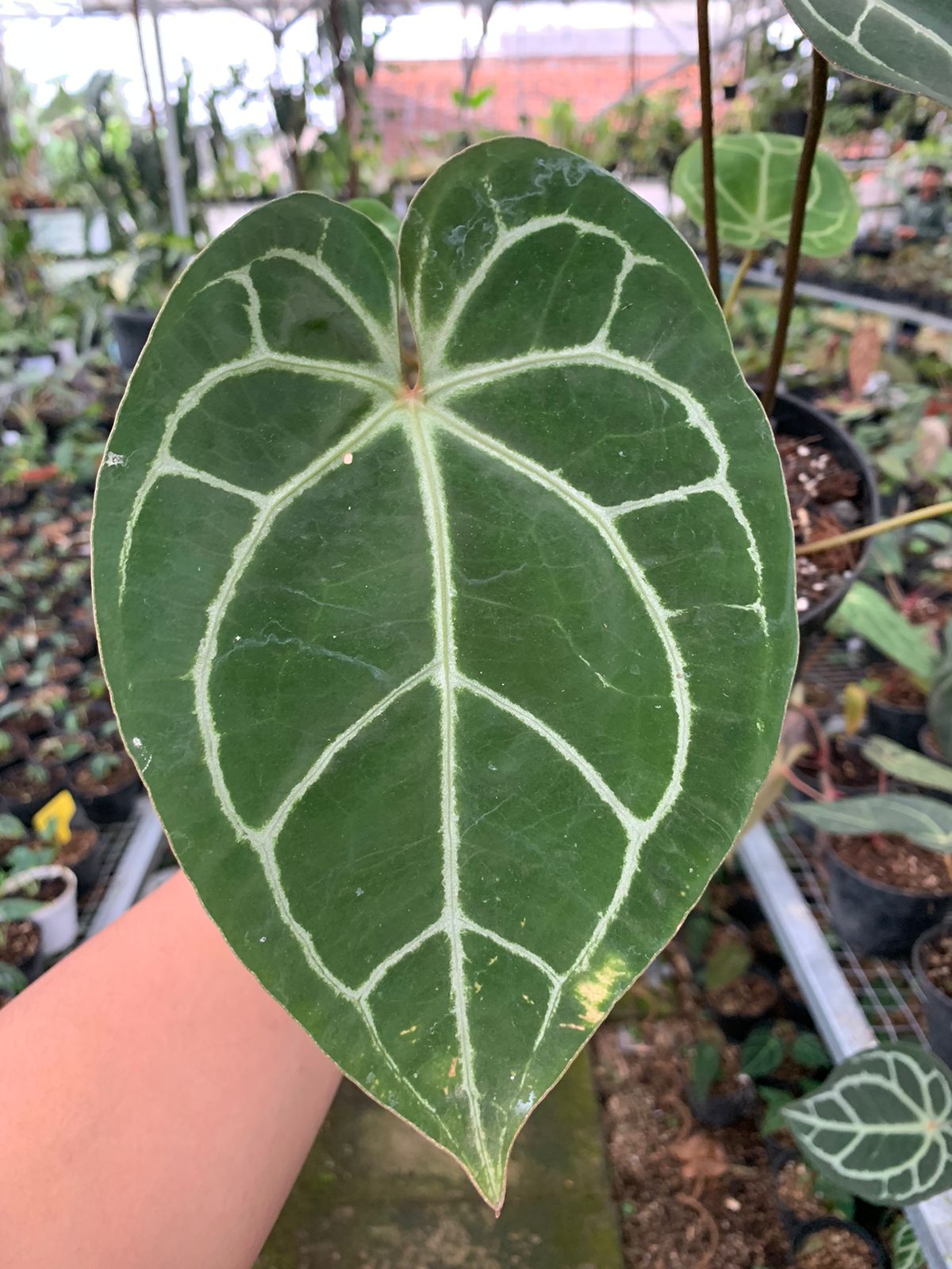 Anthurium Crystallinum x Clarinervium — photo 4