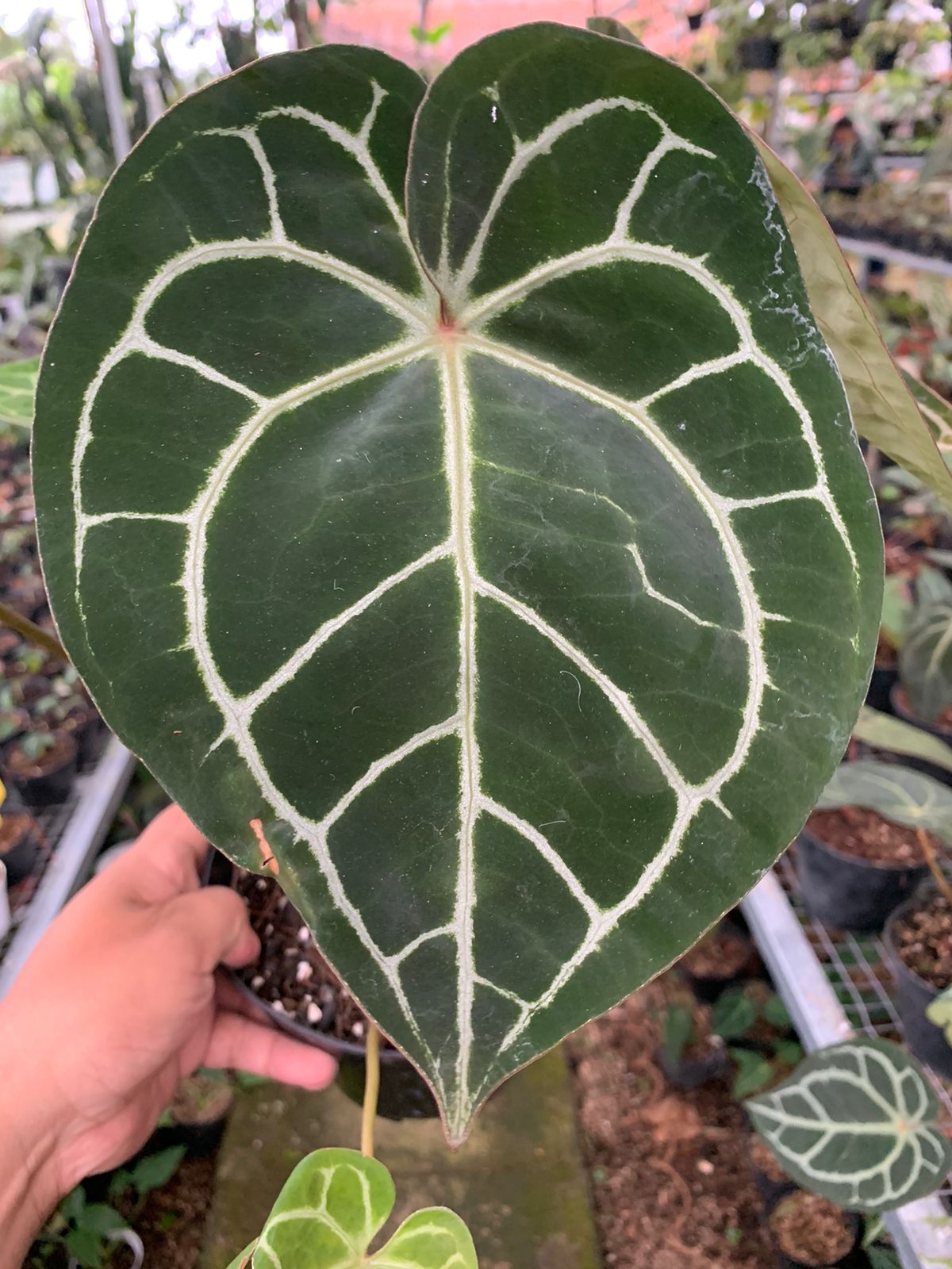 Anthurium Crystallinum x Clarinervium — photo 3